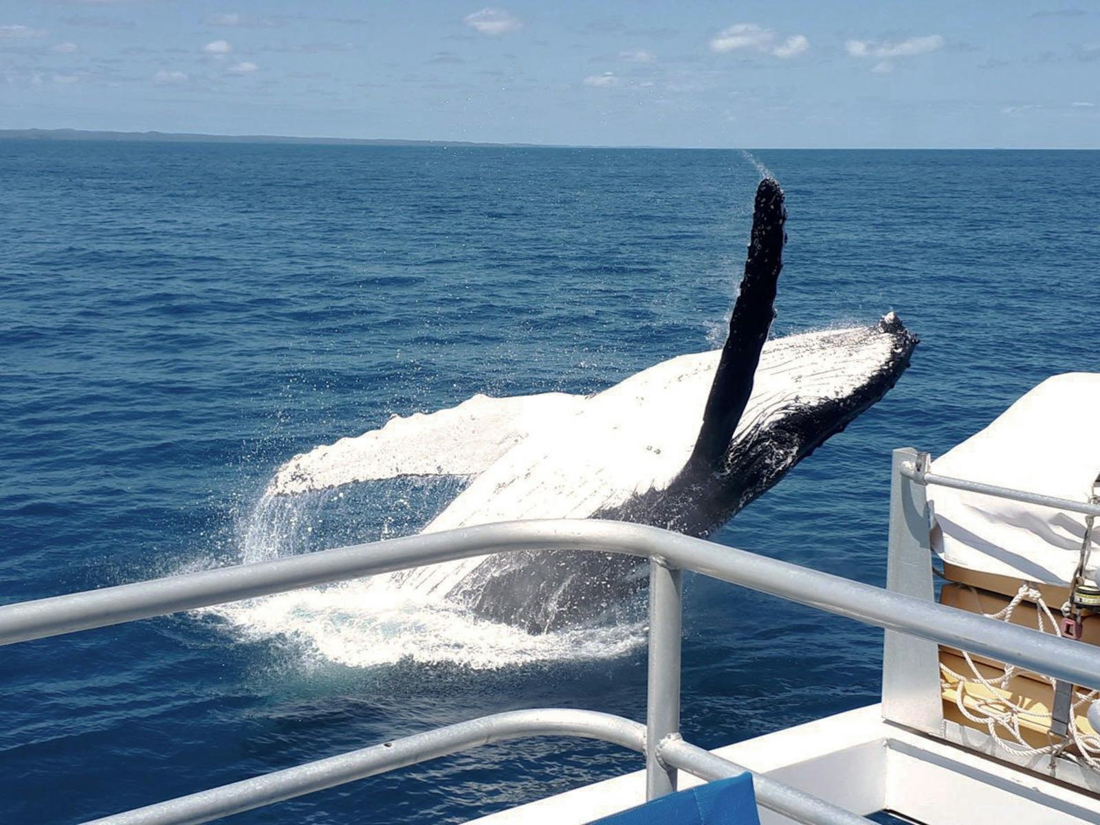 whale breach next to boat