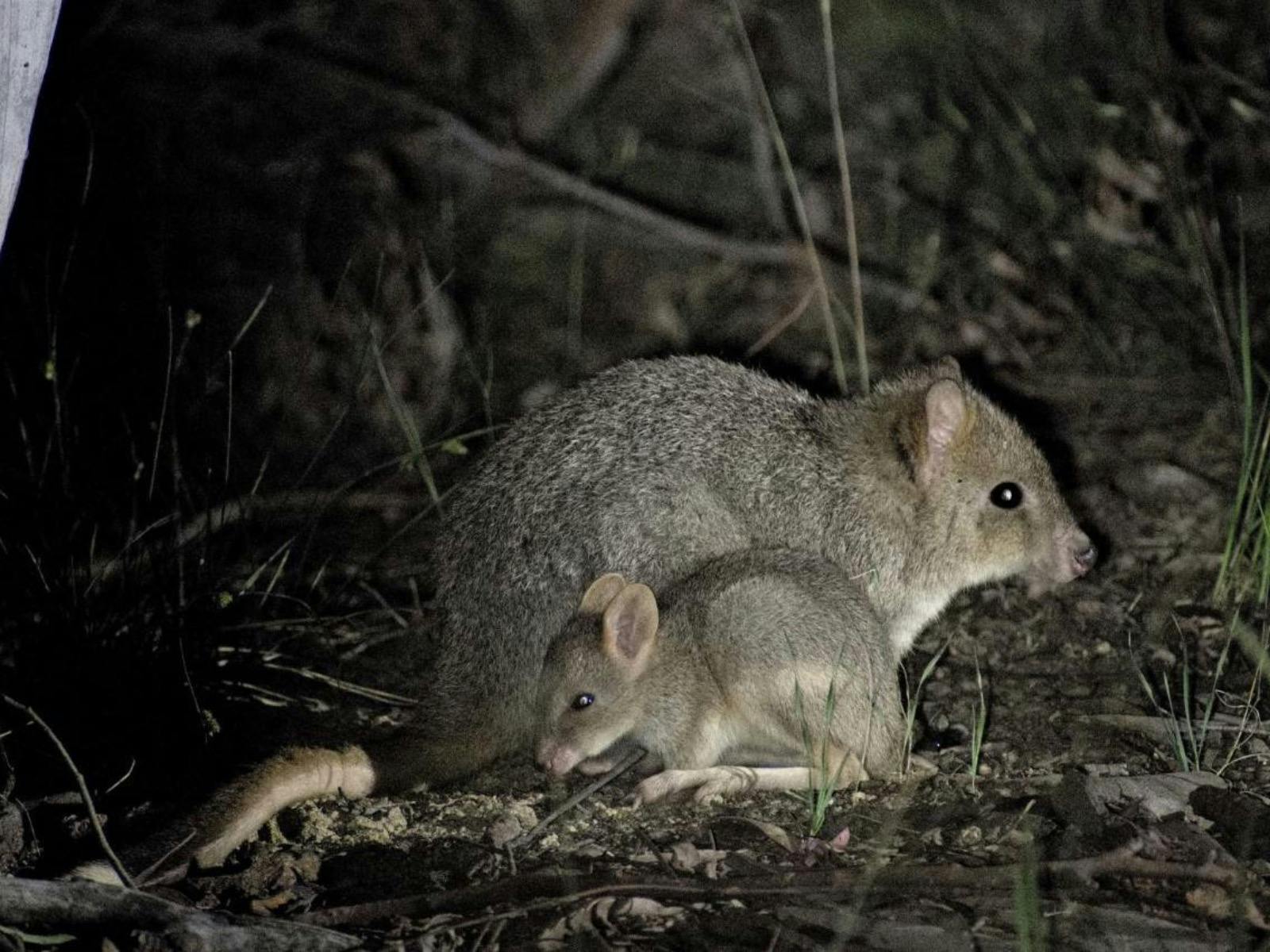 Bettongs