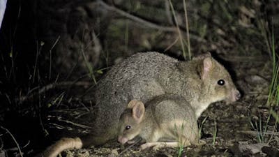 Bettongs