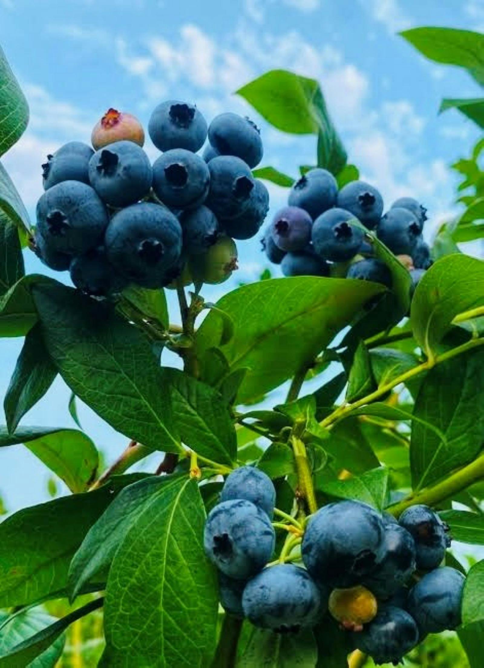블루베리