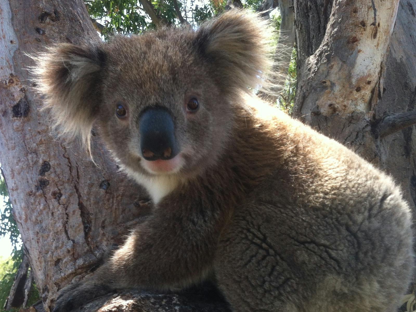 A curious local koala