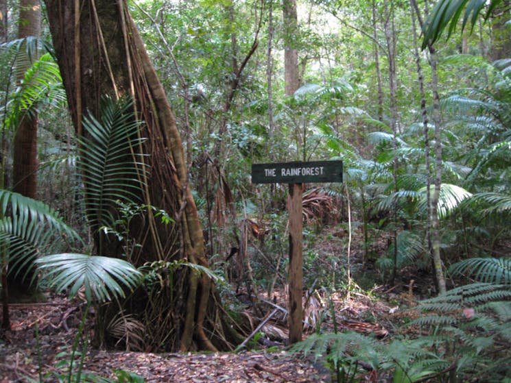 Rainforest in Wang Wauk State Forest