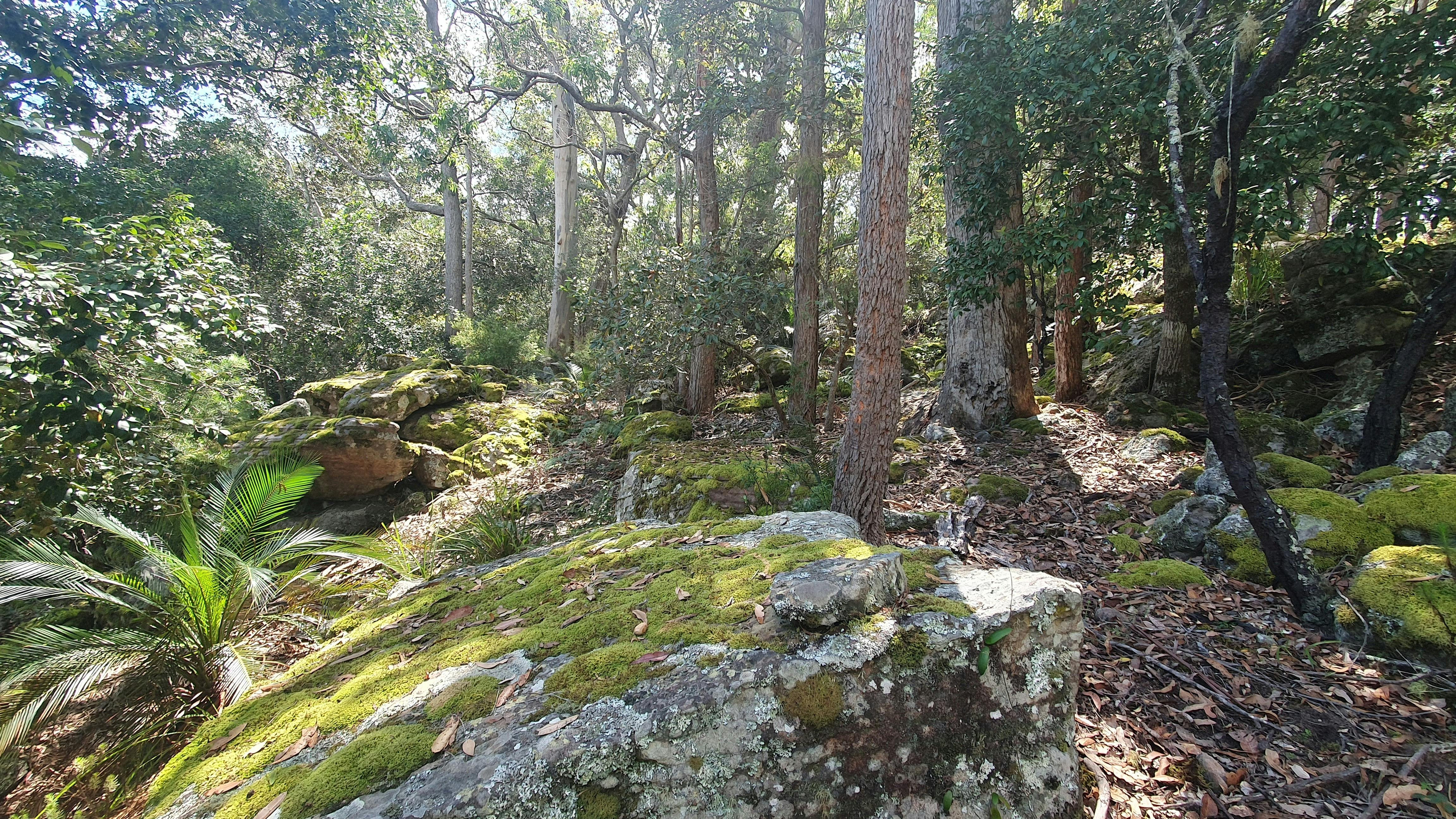 mossy country