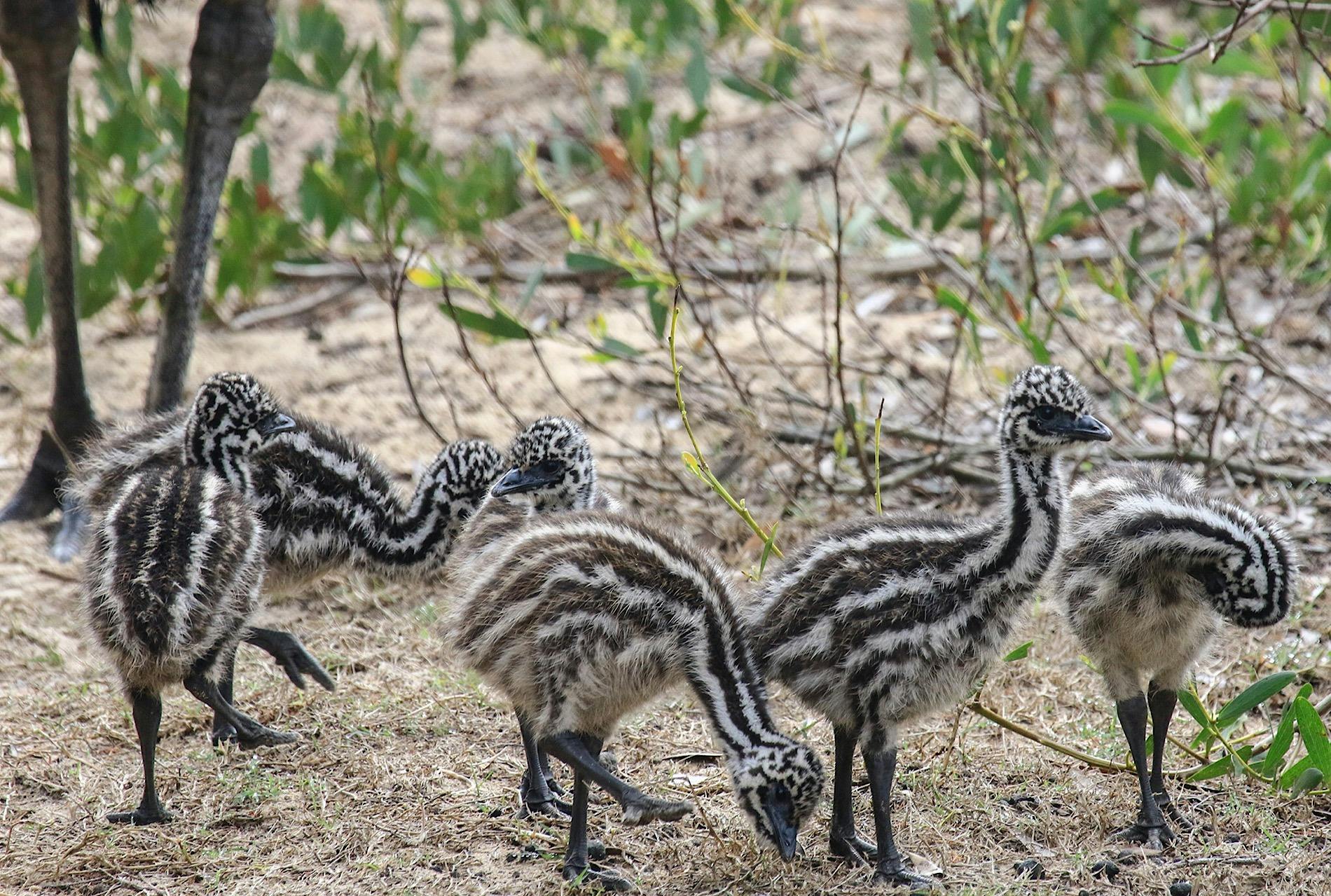 Emus Beachcomber main beach