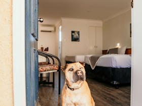 Pet Friendly Twin Room - a dog sitting in the entrance of the room.