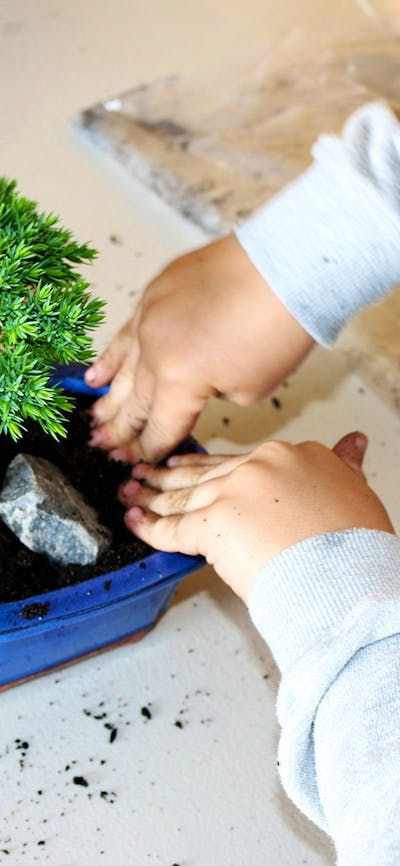 Child potting soil into small blue pot containing bonsai plant