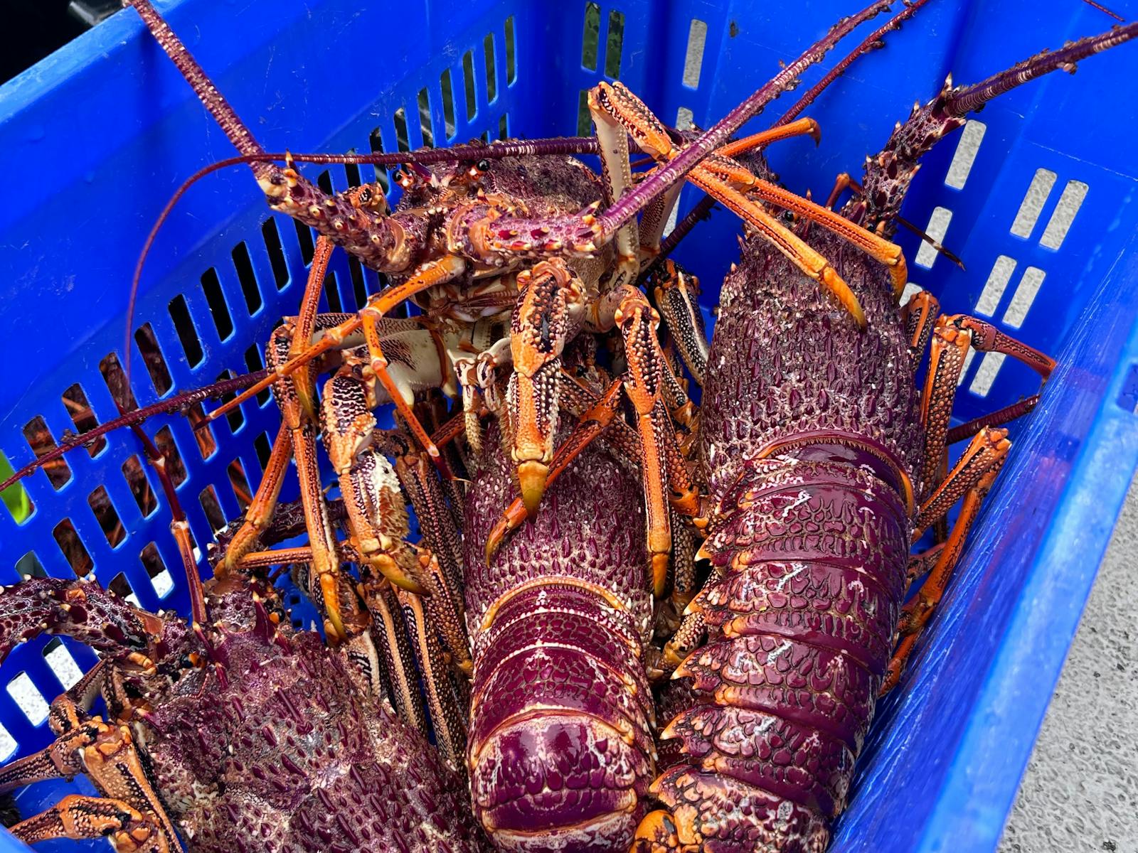 Live lobster