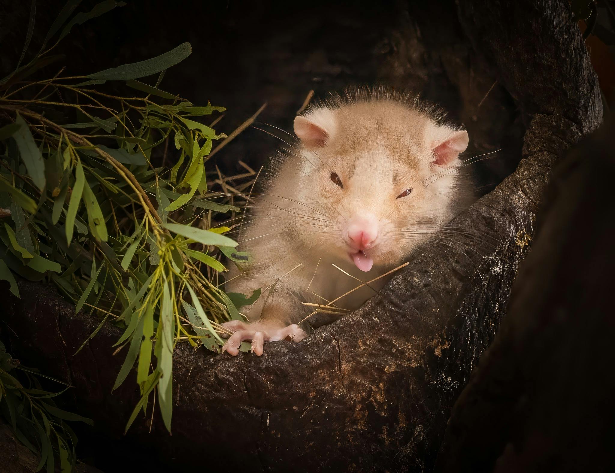 albino ringtail possum in a tree hollow with green leaves - at Bonorong Wildlife Sanctu