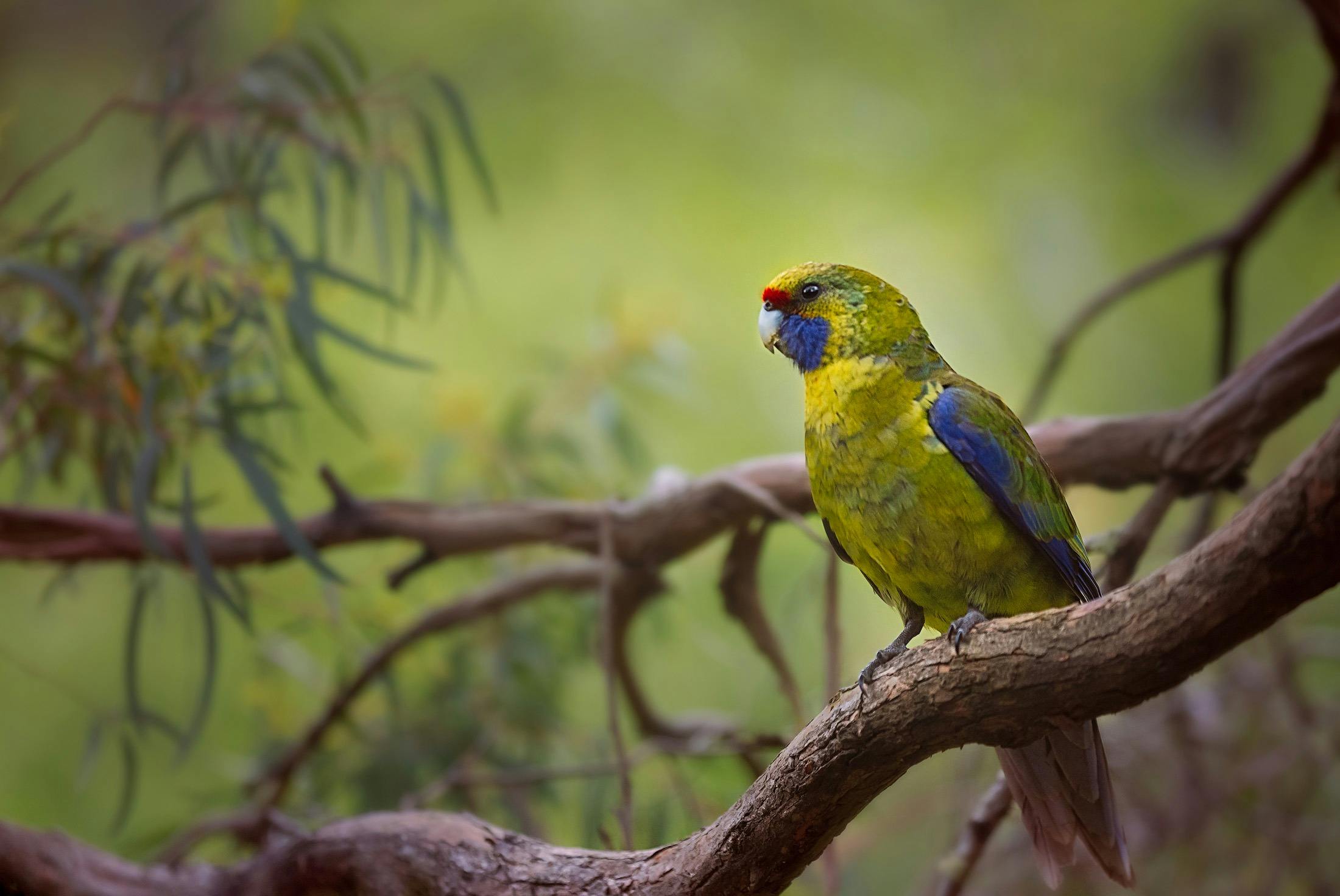 A green rosella parrot, on a branch surrounded by greenery
