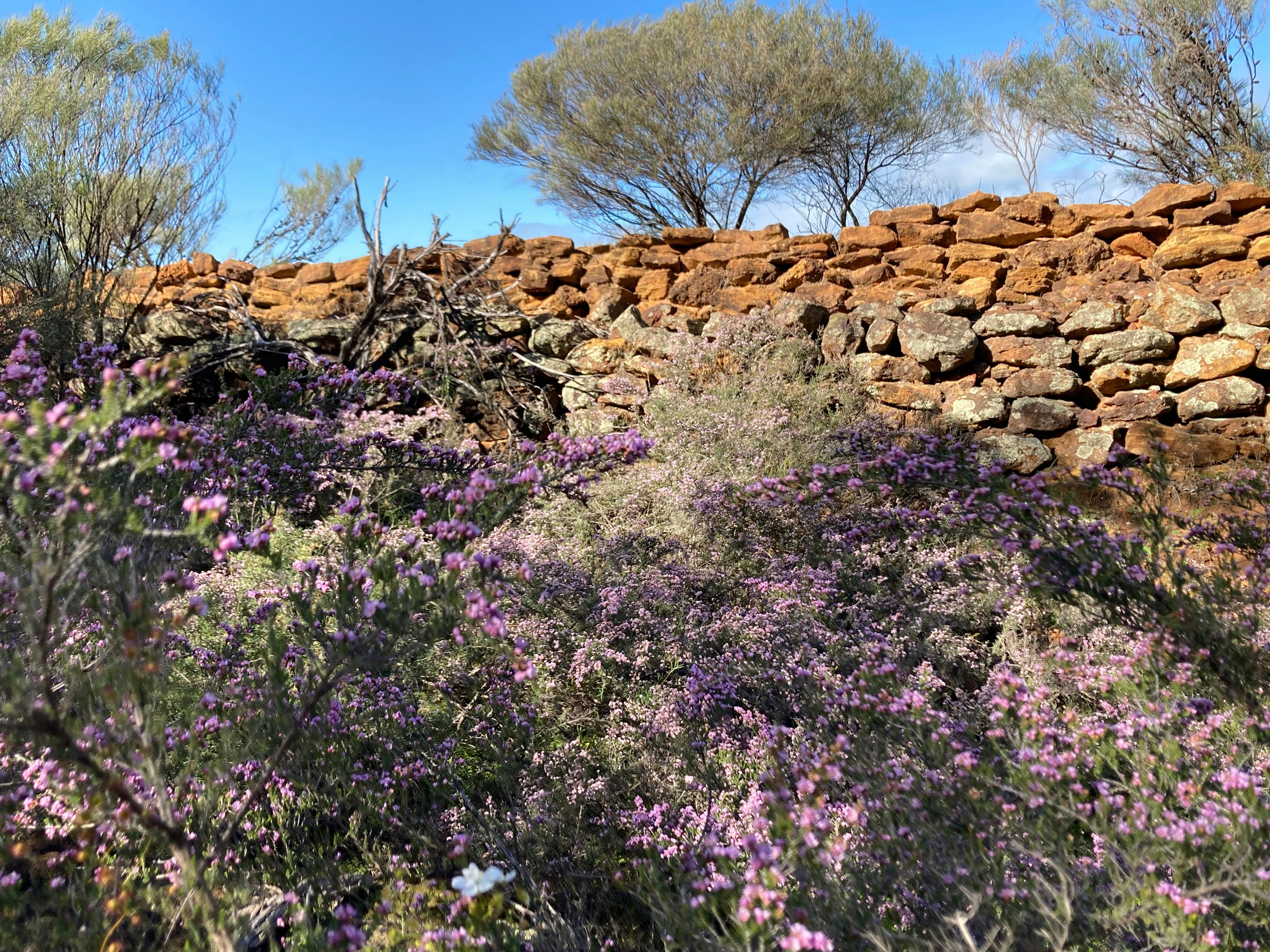 Wildflower Tours with New Leaf Connect