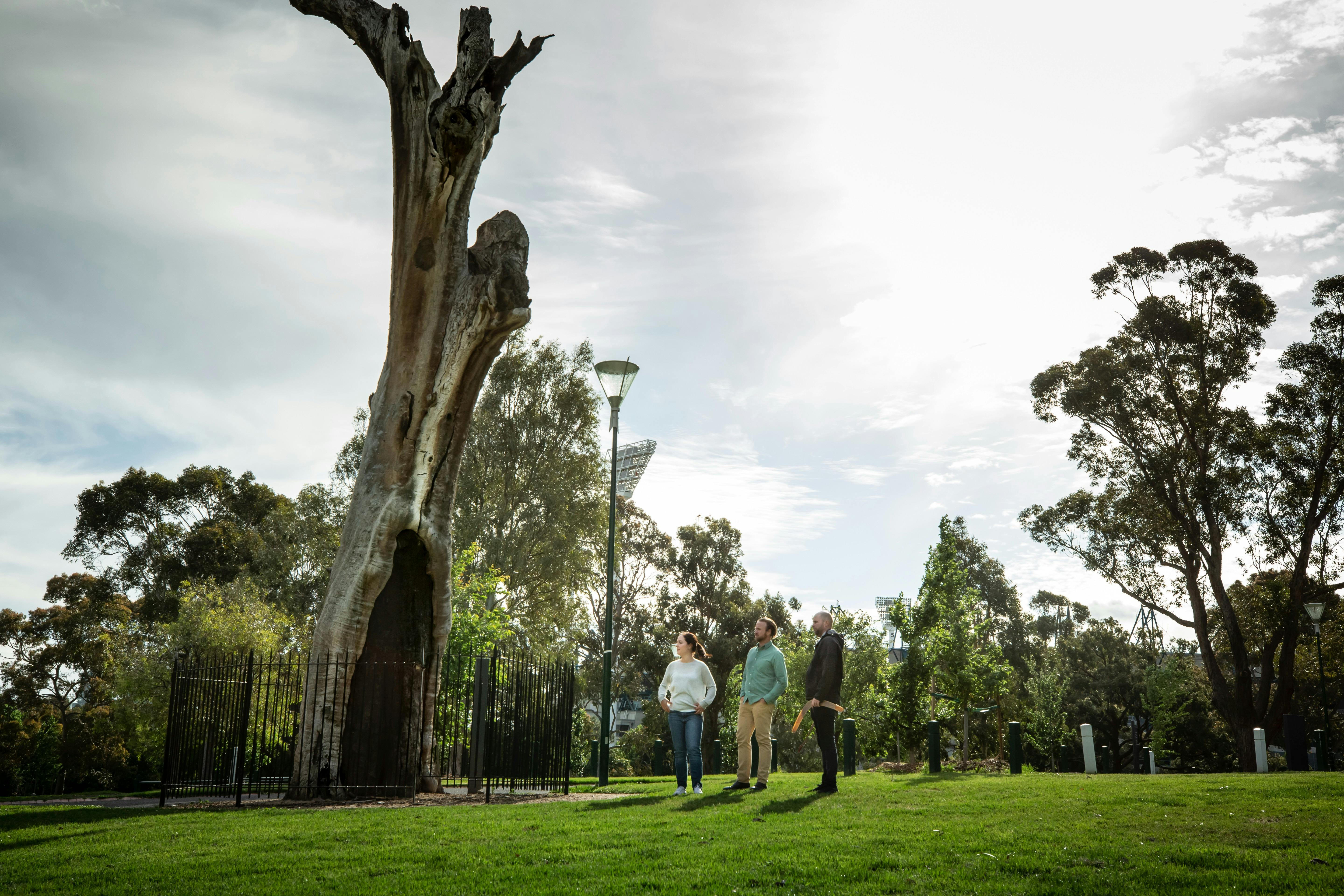 Scar Tree Walk - Aboriginal Walking Tours