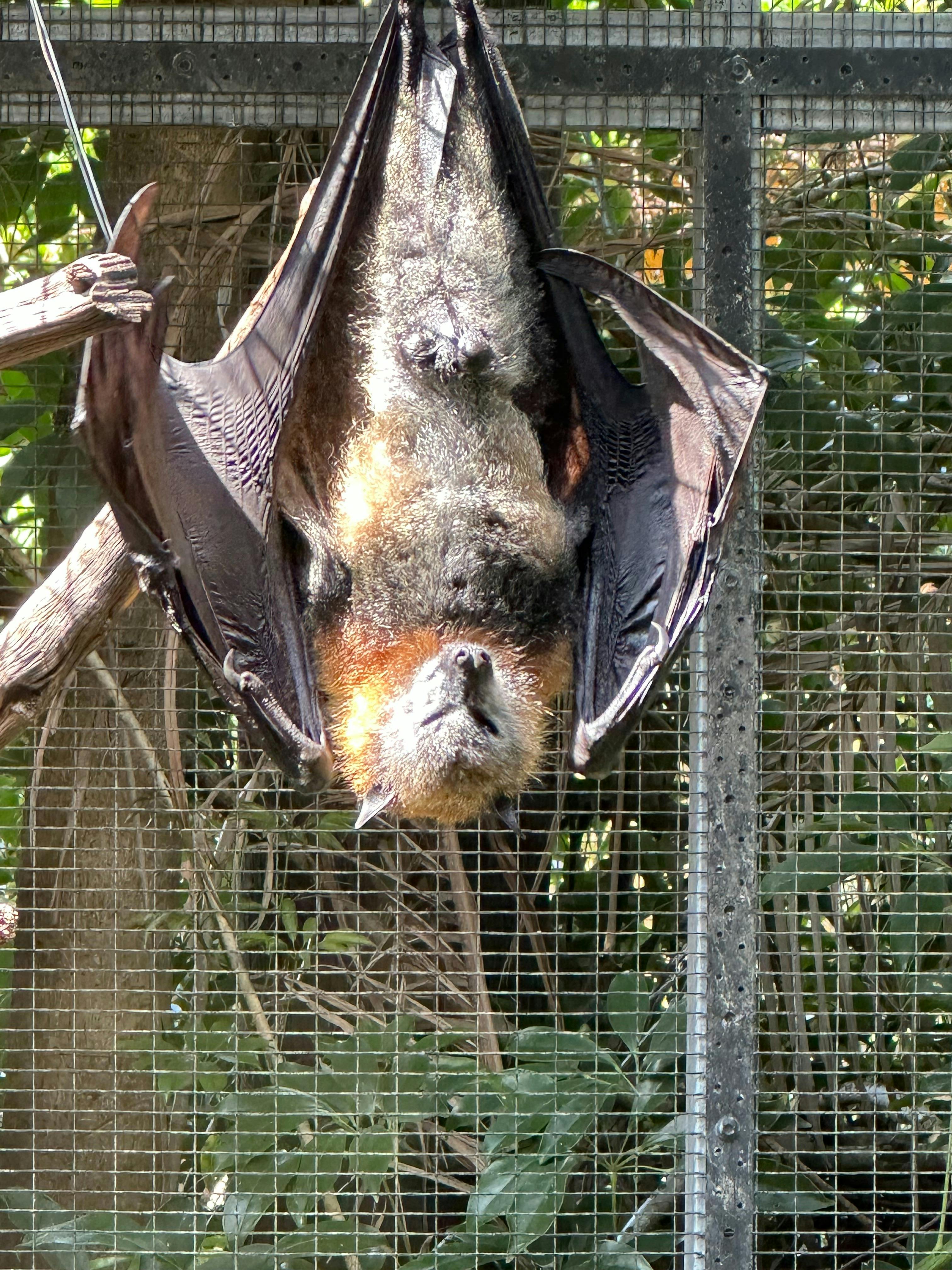 Flying Fox