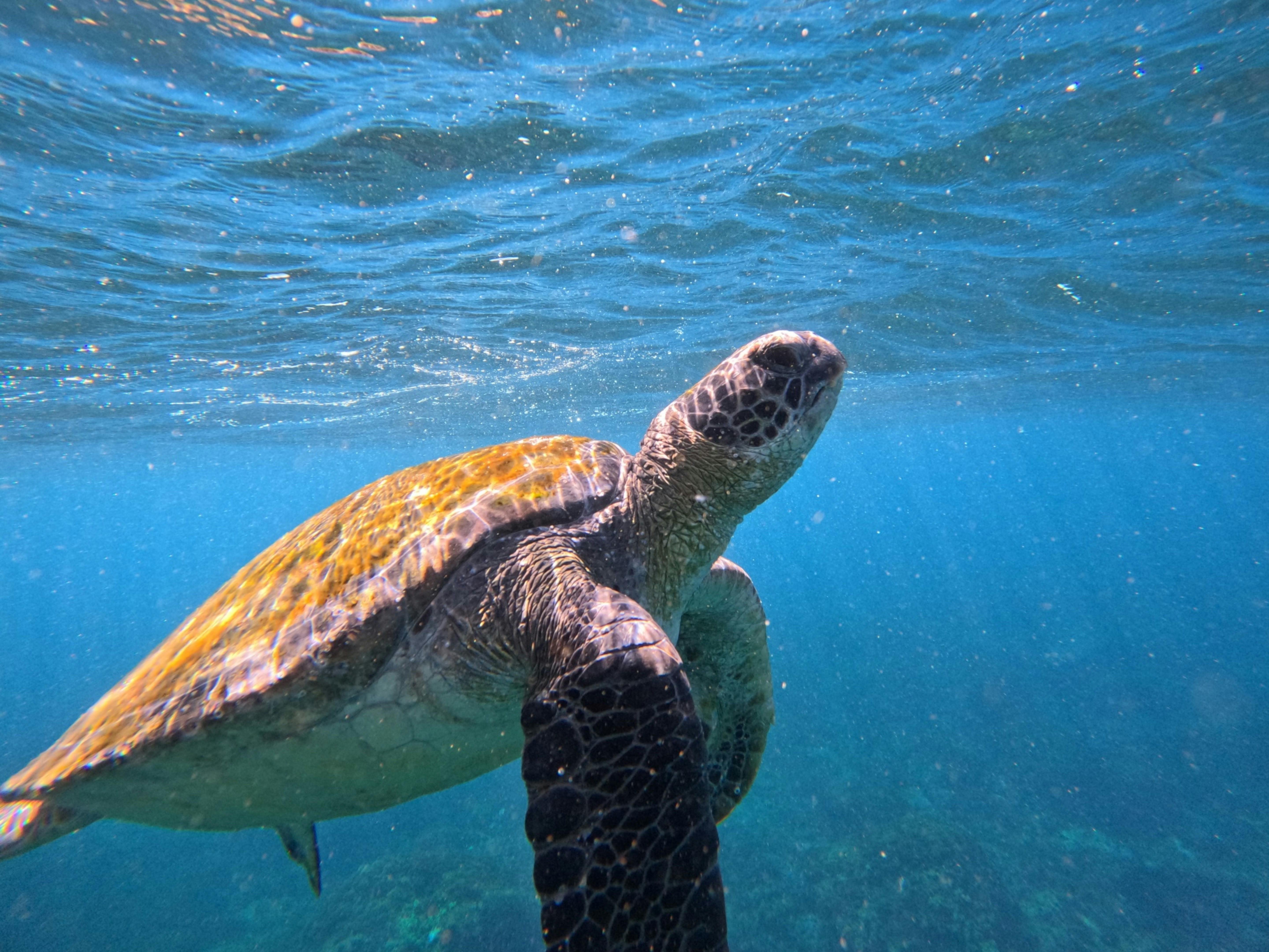 Green sea turtle coming uo to breathe