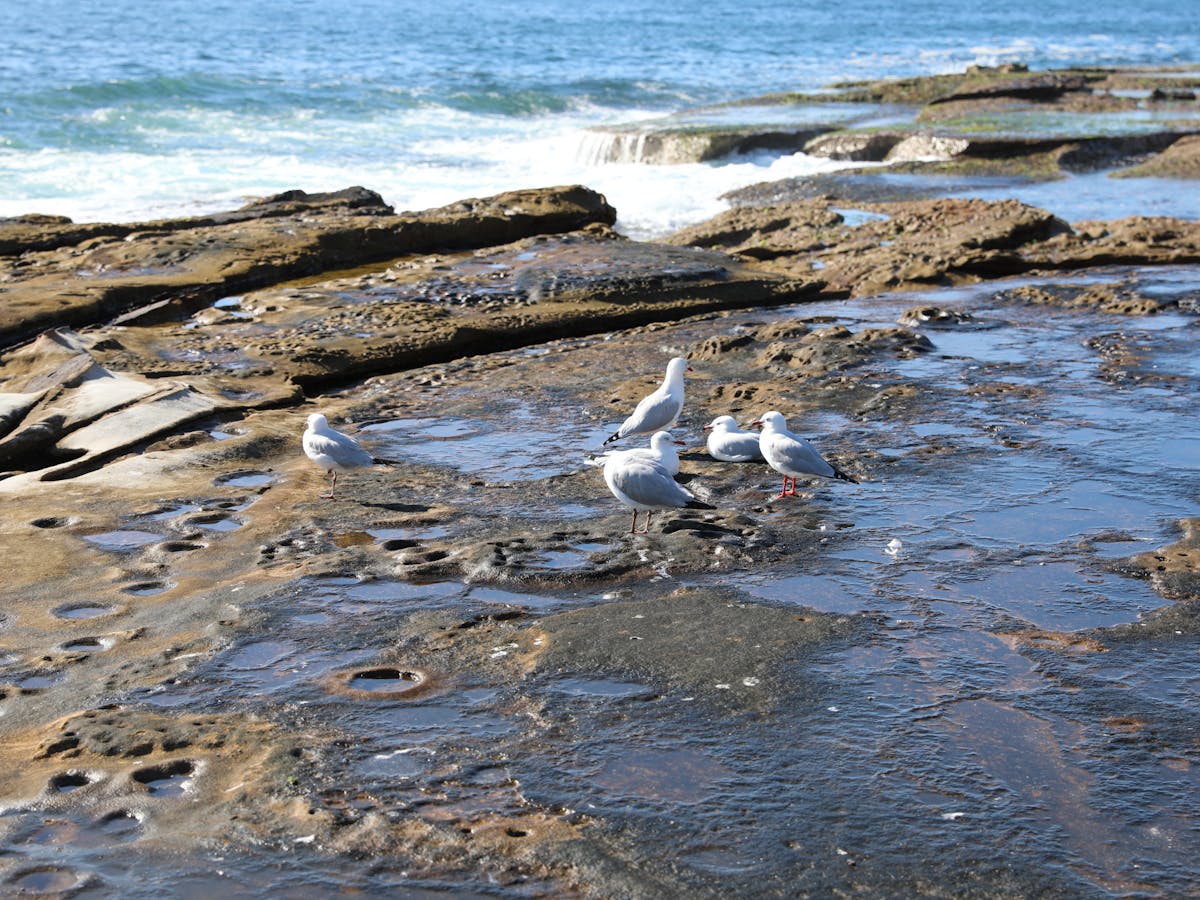 Gai-mariagal Festival 2025 - Sydney Northern Beaches