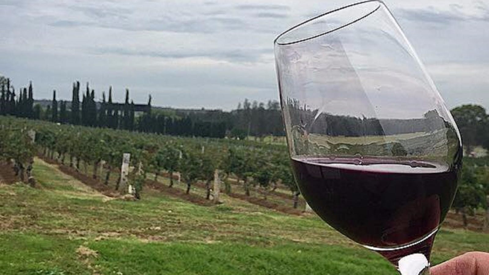 Lake's Folly Vineyard