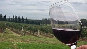 Our wine