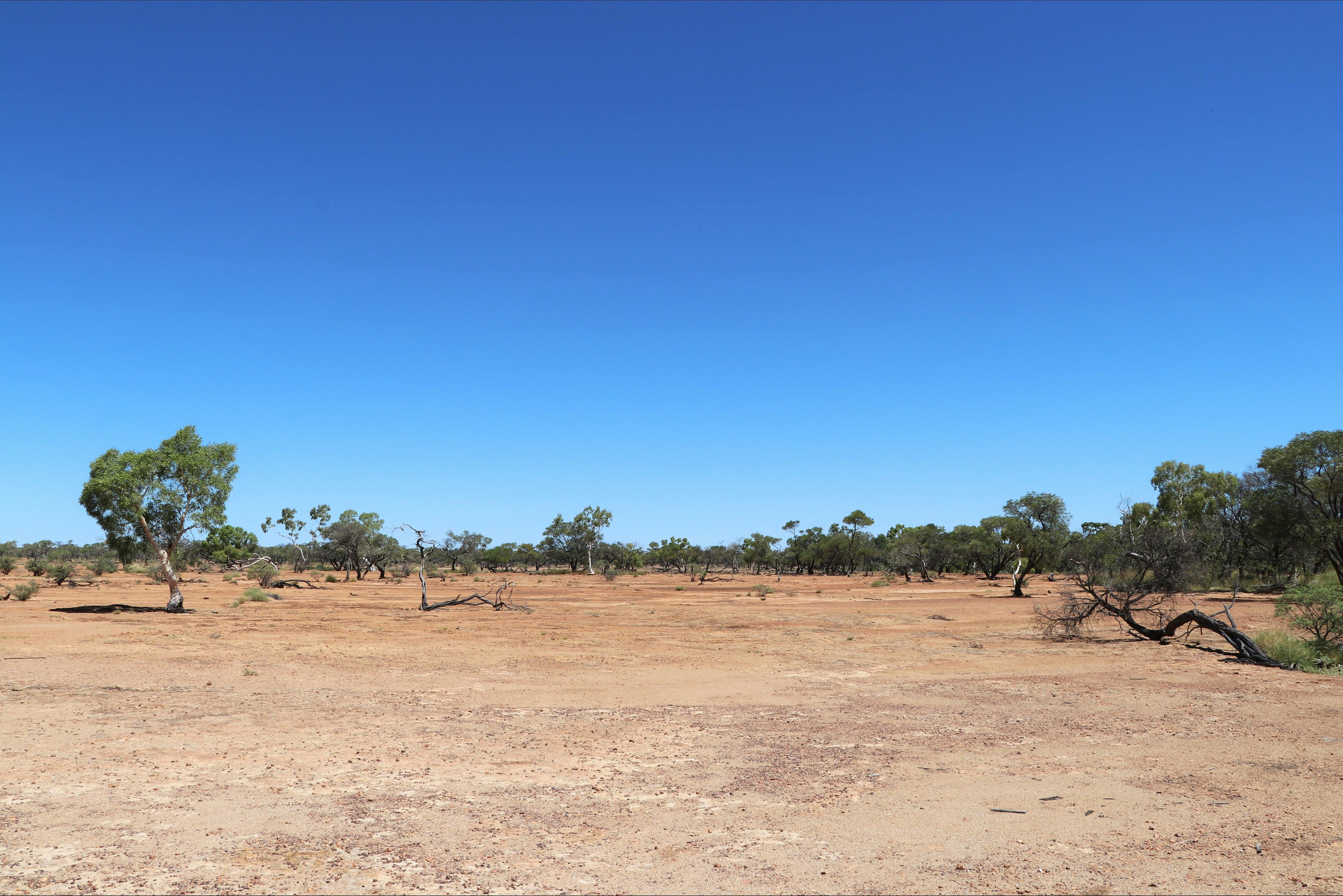 Flat brown dirt with eucalypt trees scattered in background