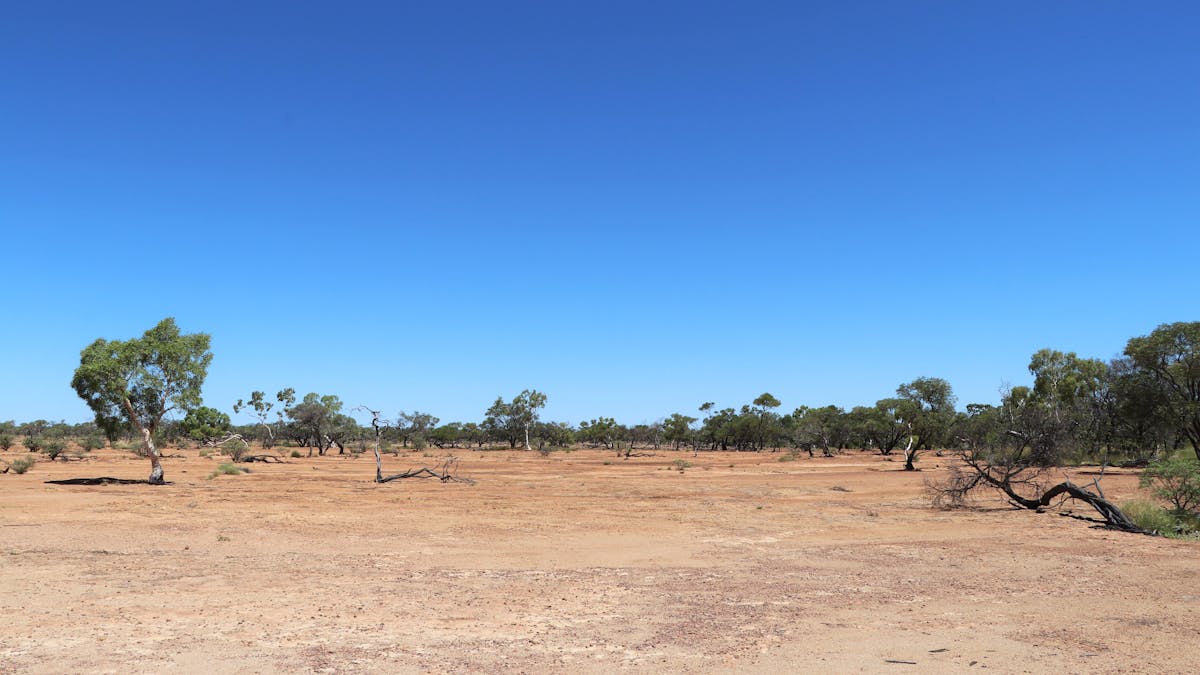 Flat brown dirt with eucalypt trees scattered in background