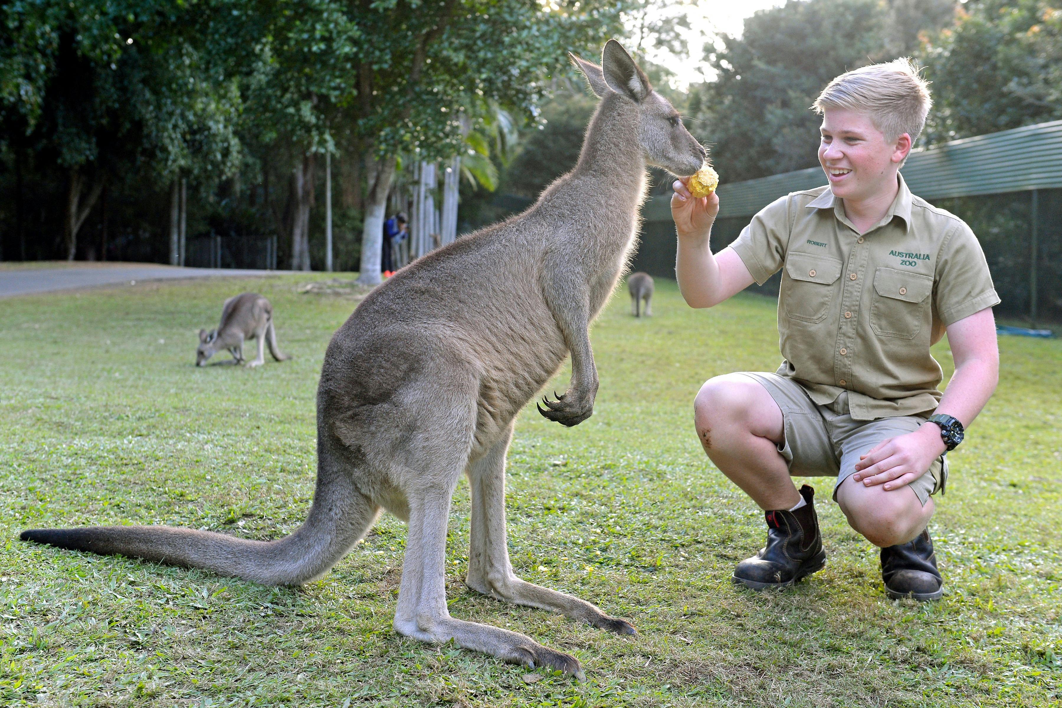 Pat a Kangaroo