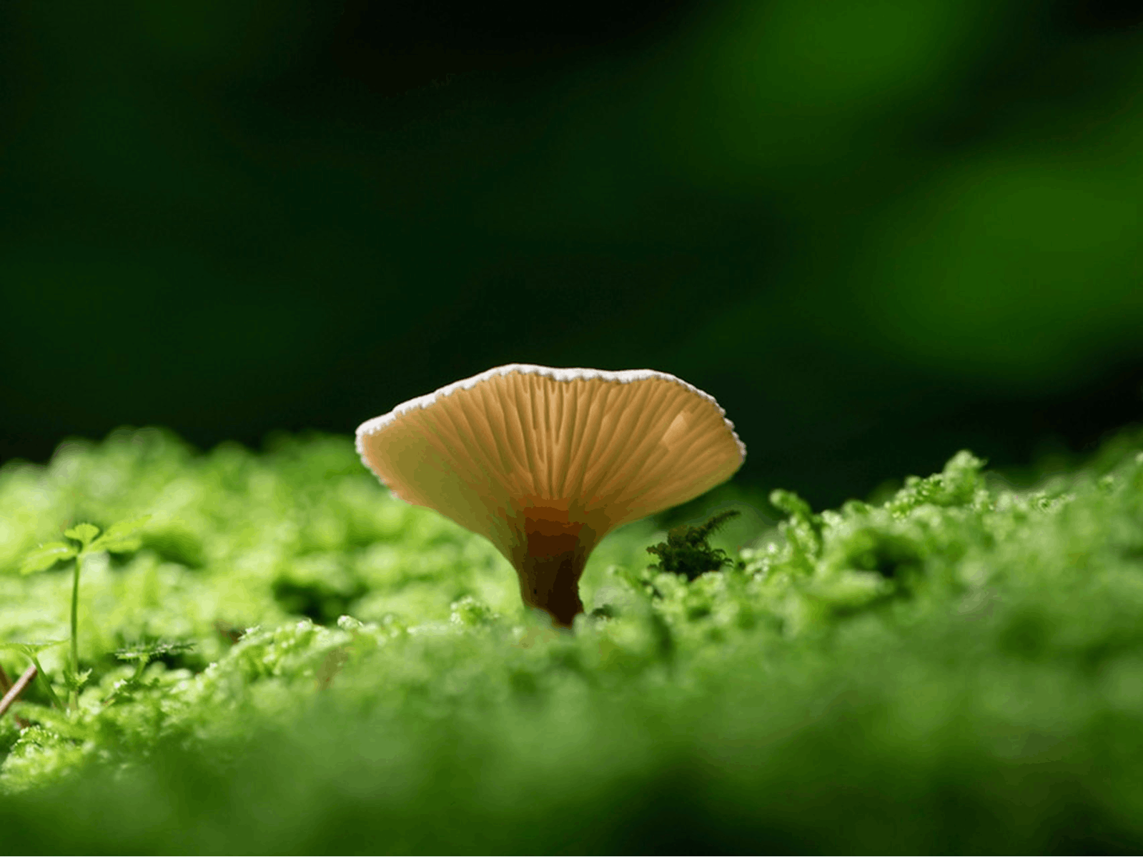 Fungi in forest