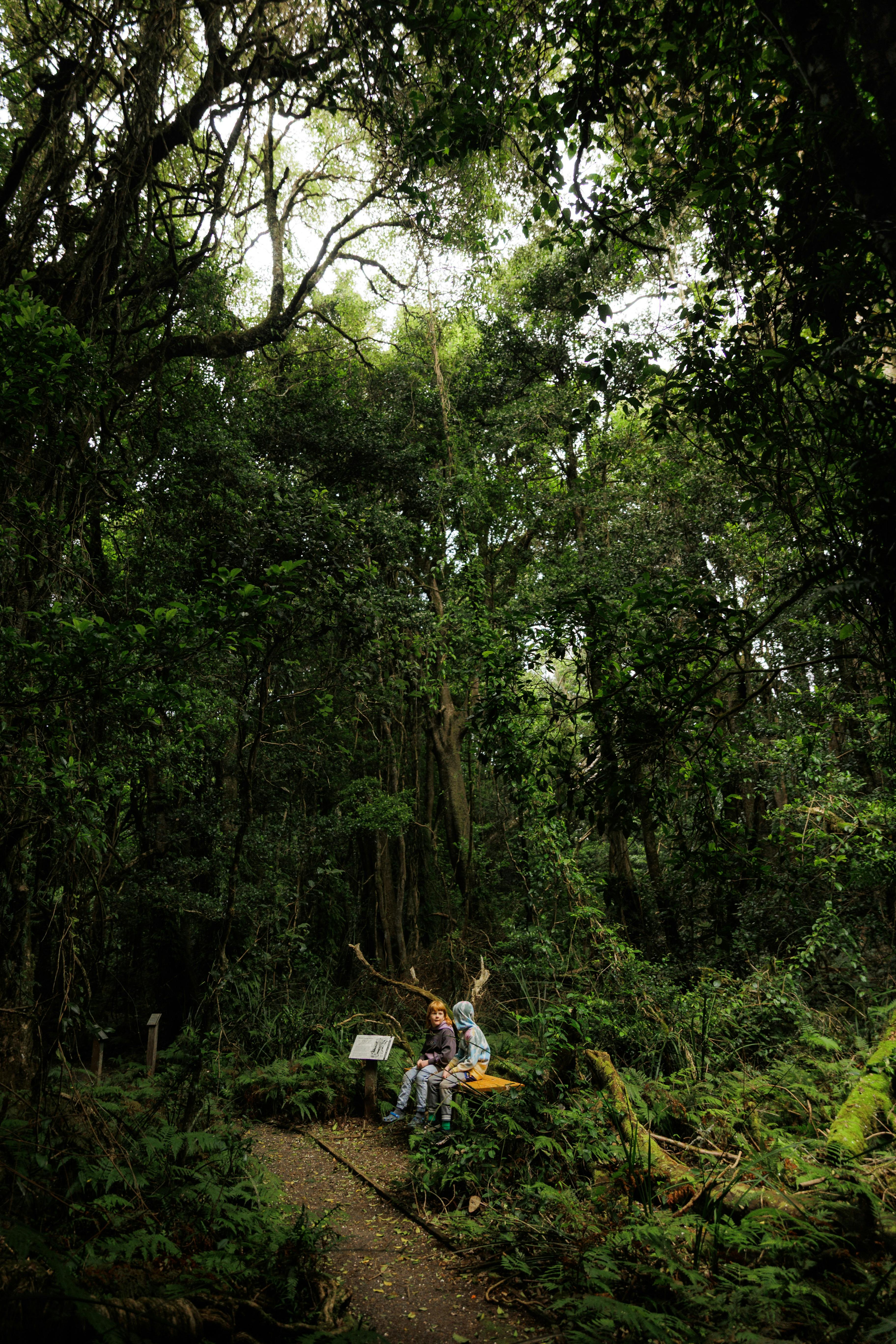 Robertson Rainforest Reserve