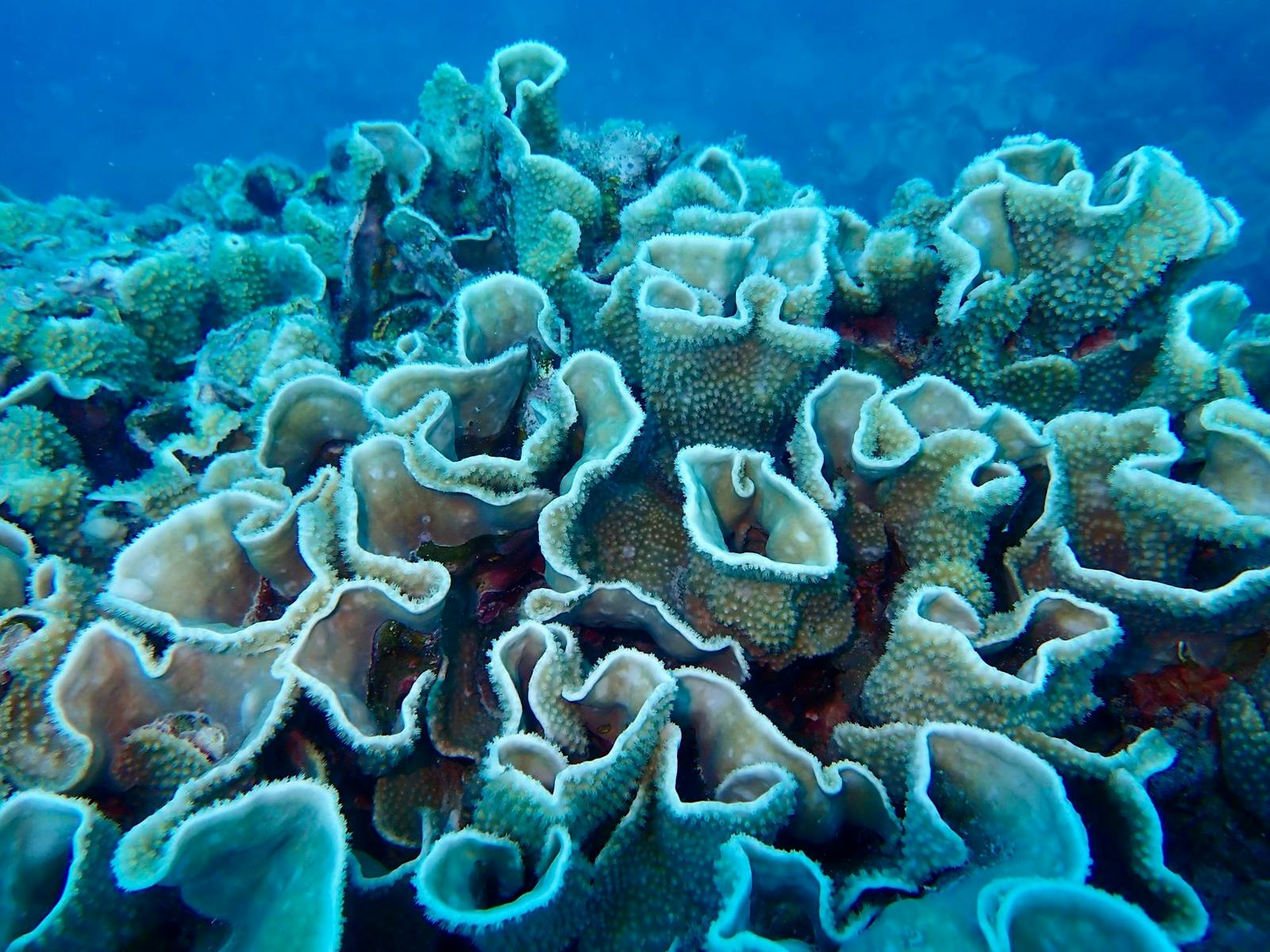 Flourishing beneath the surface