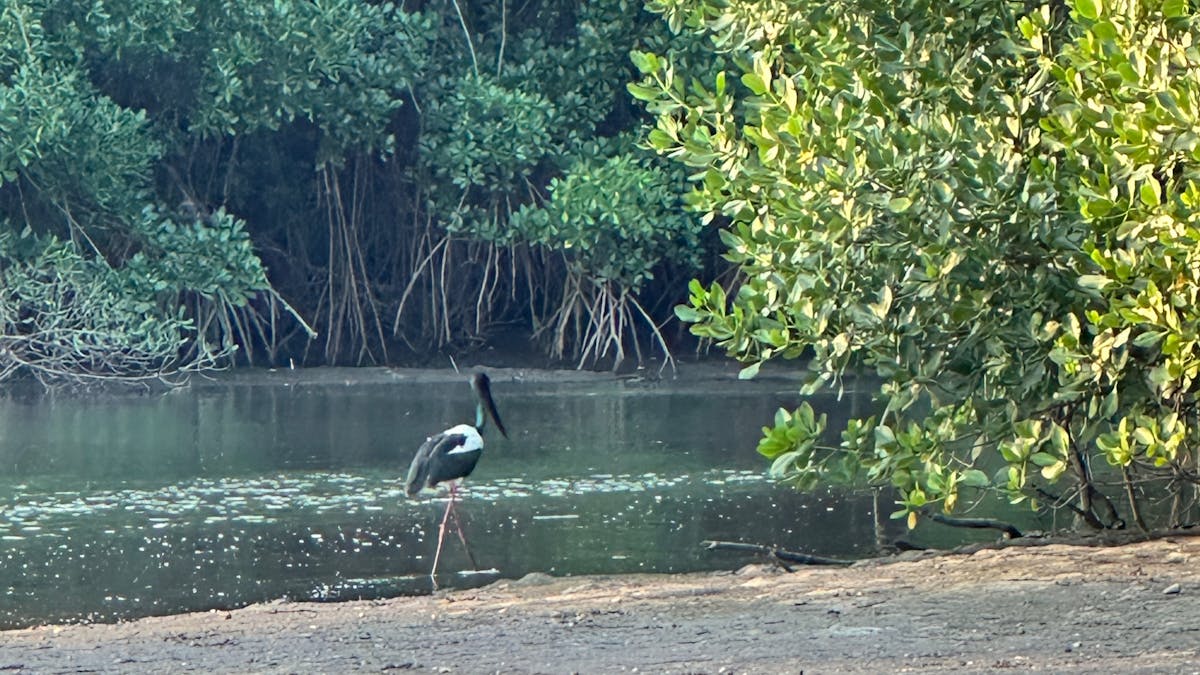 Wildlife Wildlife