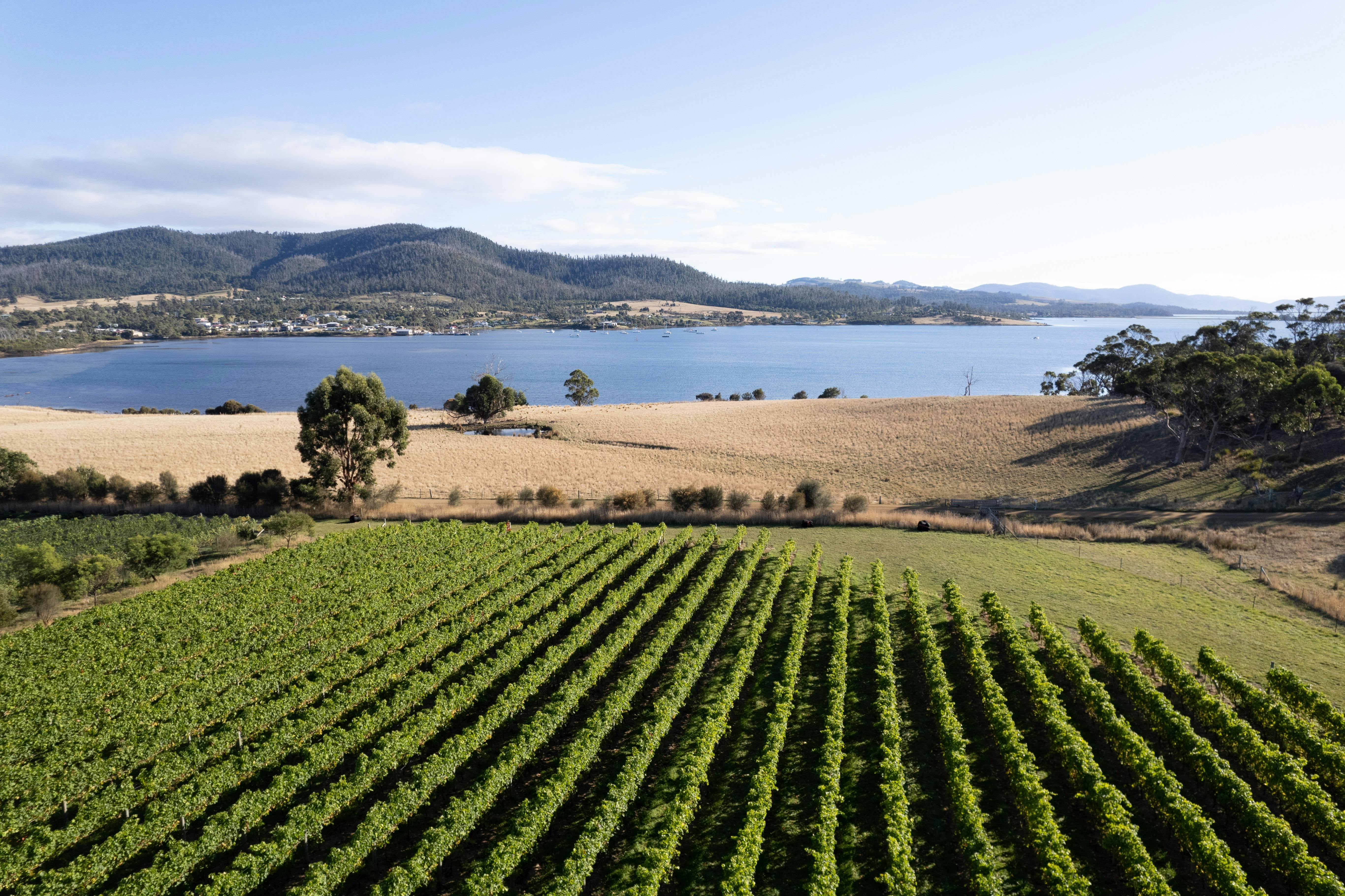 Enjoy a tour of Bangor Vineyard with beautiful views over the bay.