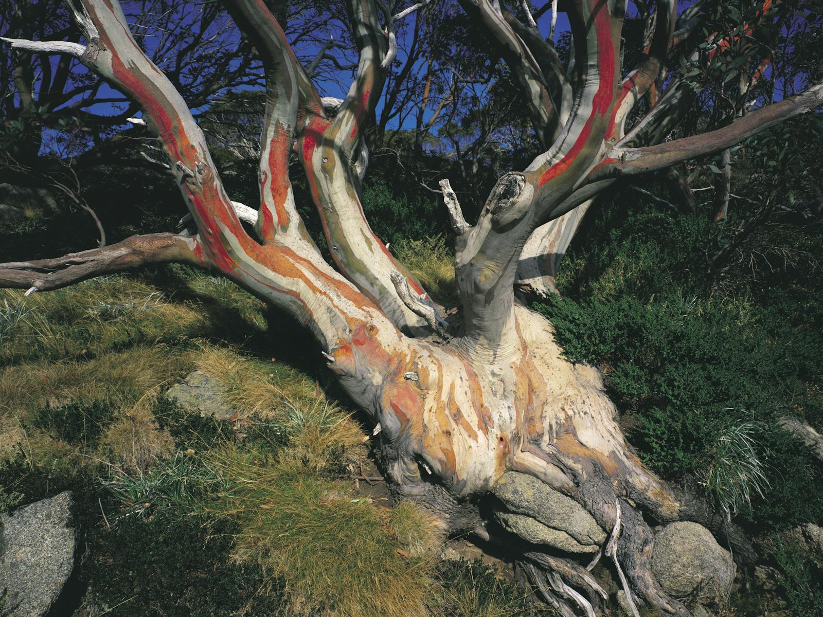 夏洛特山口 (TNSW) 出发的 KOS 口香糖 (KOS Snow Gum)