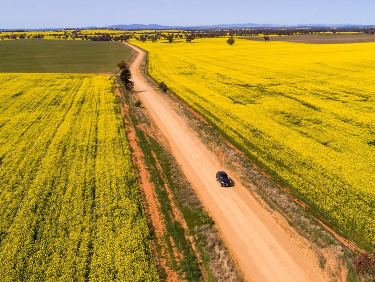 car driving on dirt road with canola paddocks on both sides