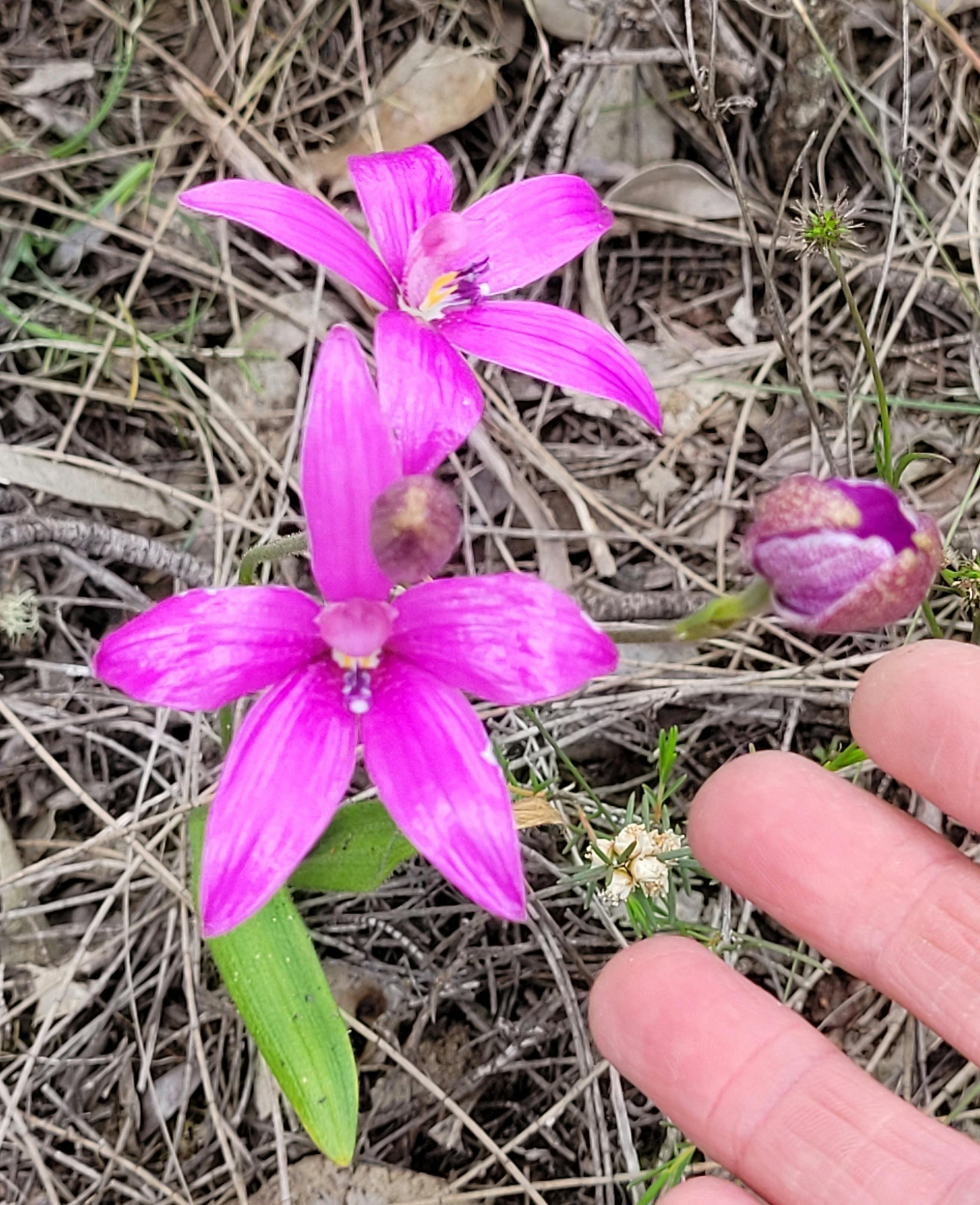 Wildflowers under the giant Jarrha and Marri forests