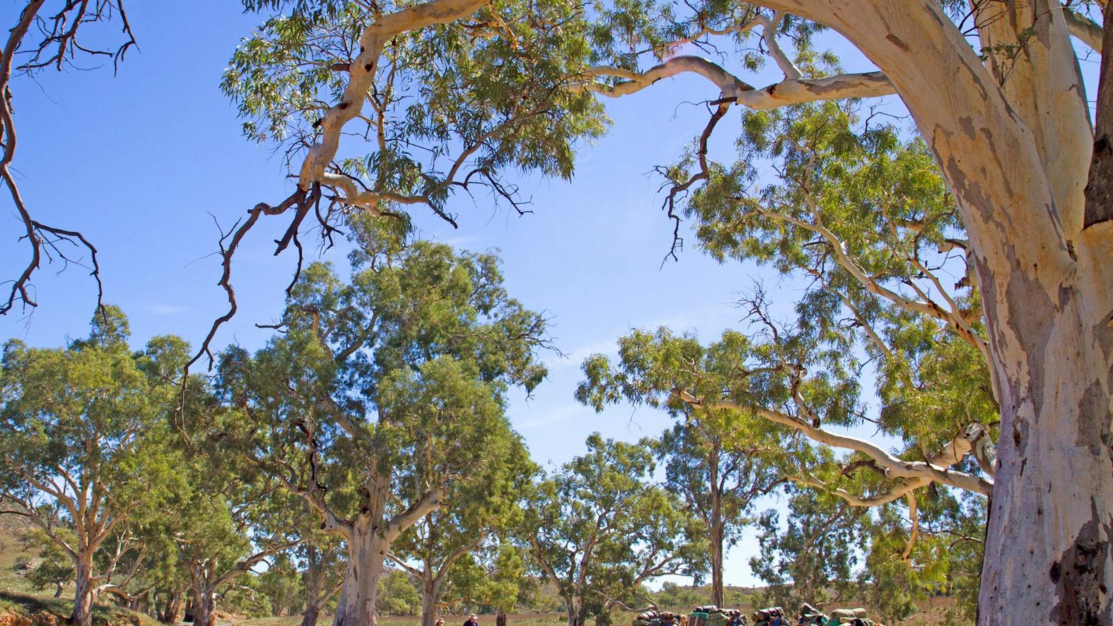 Remote Northern Flinders Camel Trek