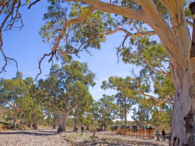 Remote Northern Flinders Camel Trek