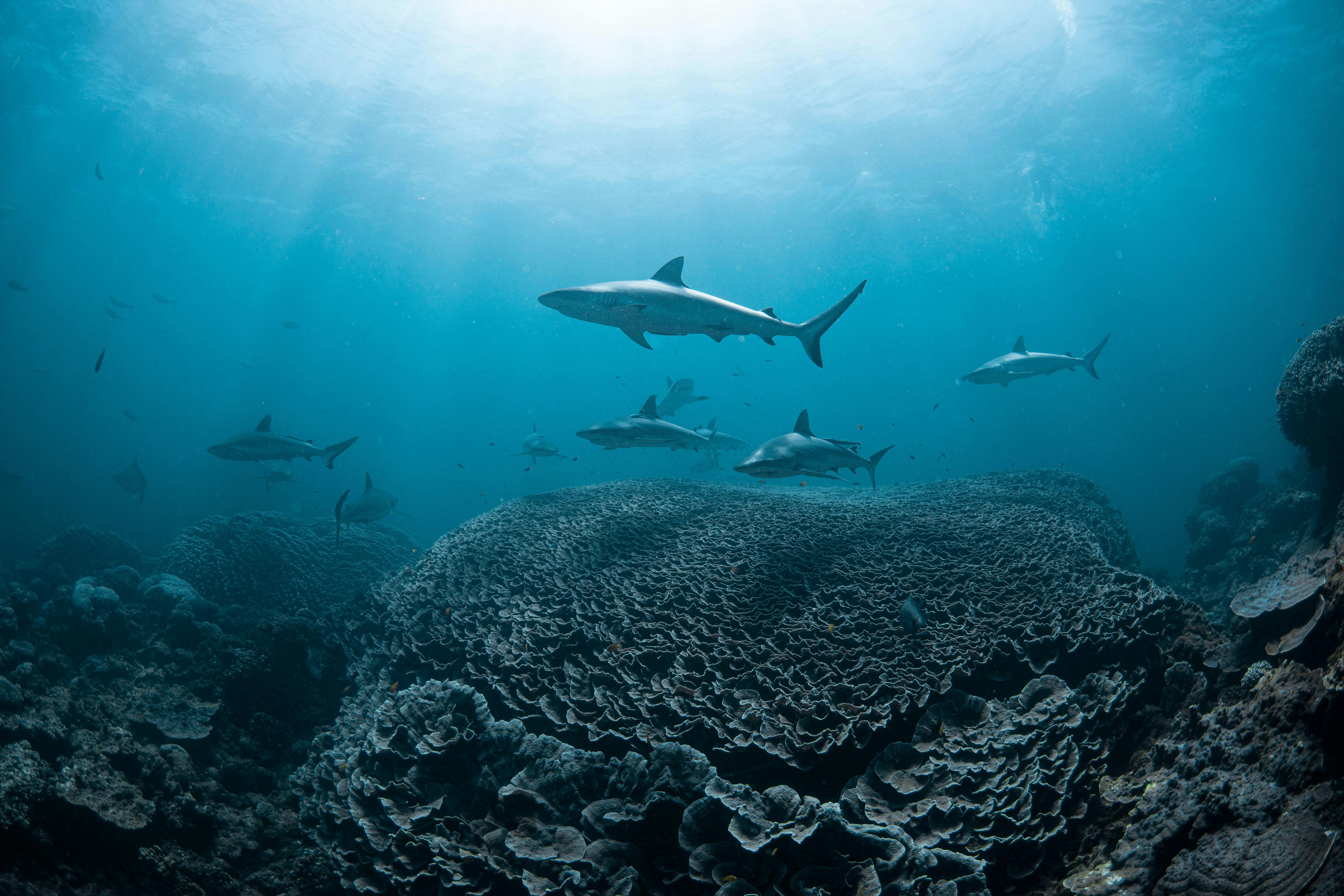 Ningaloo Reef Dive and Snorkel, Coral Bay, Western Australia