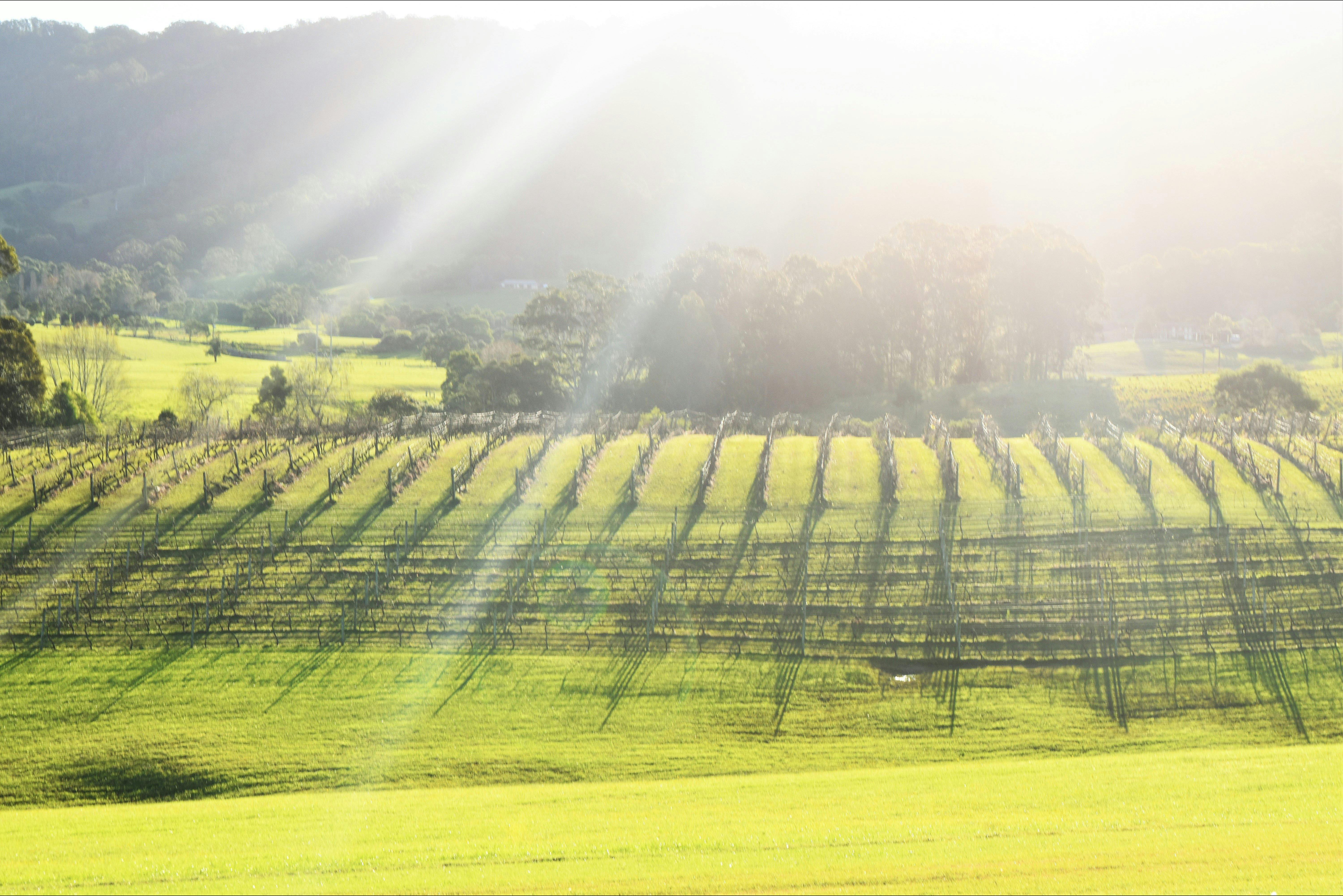 Kenny Escapes Food and Wine Tours