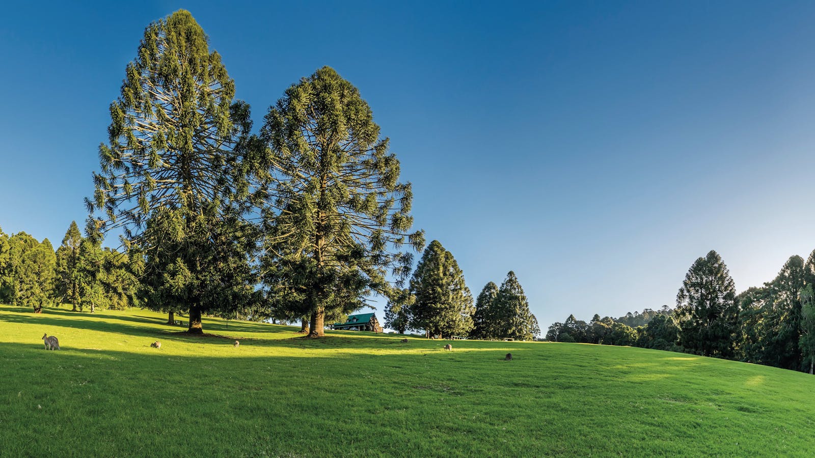 Bunya Mountains Getaway
