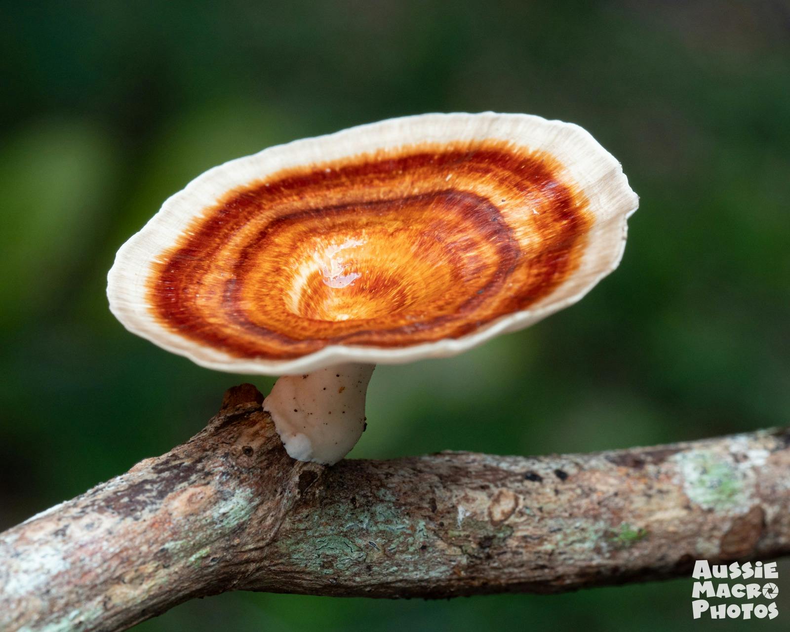 Common Fungi Polypore