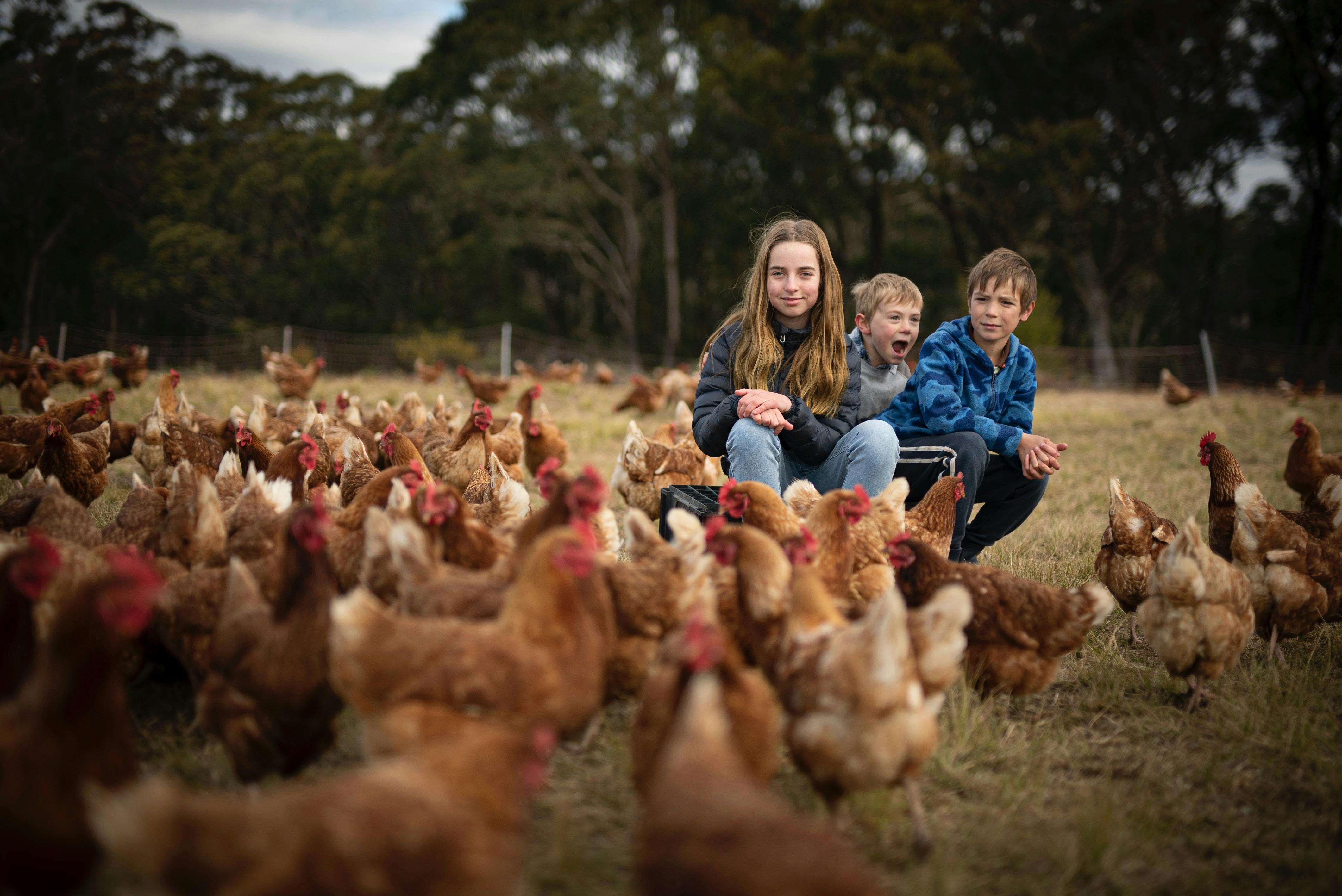 Chickens