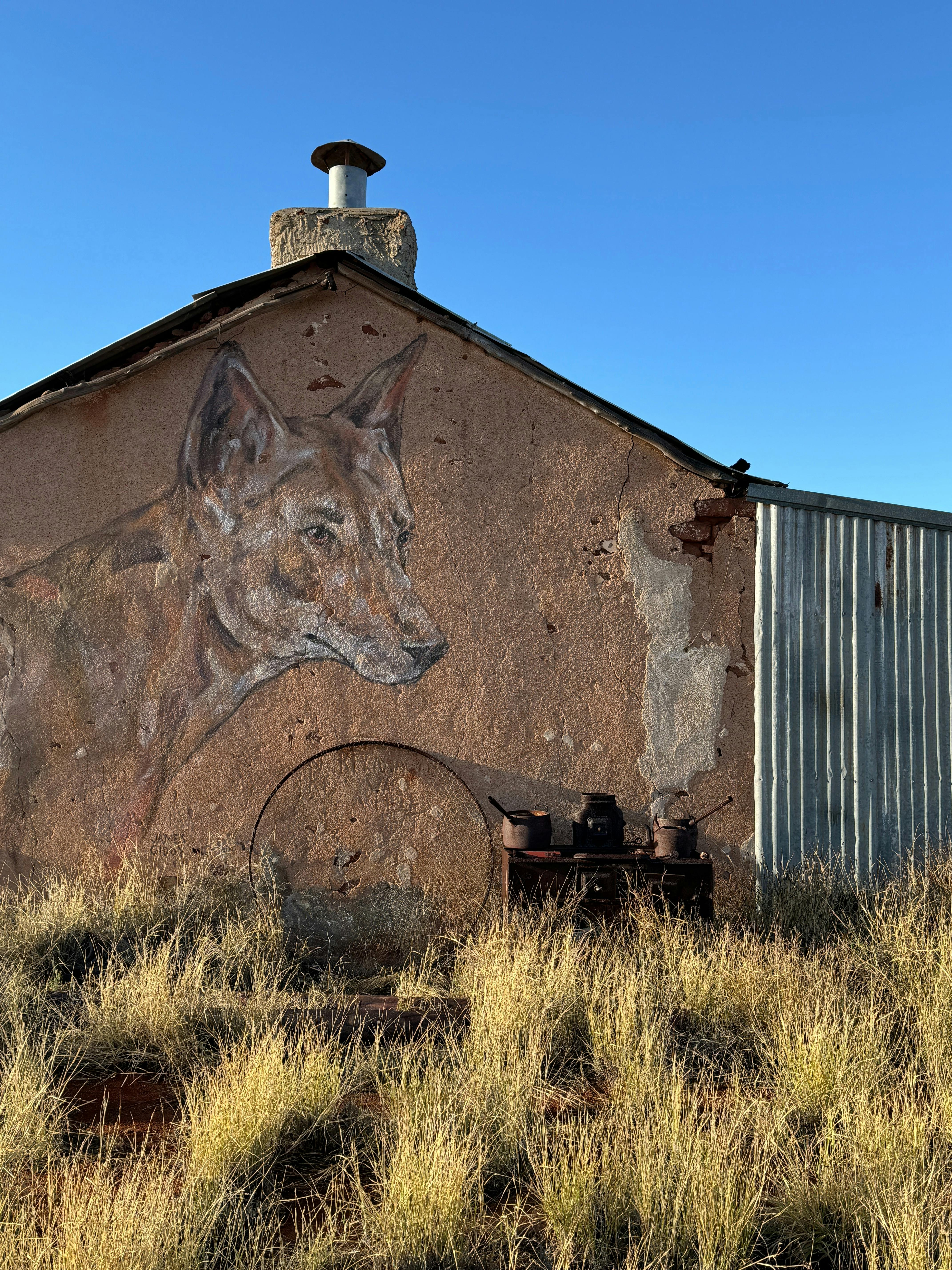 Dingos are integral part of the Wooleen Story