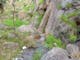 grey bolders, native grasses, creek flowing over rocks and stones.