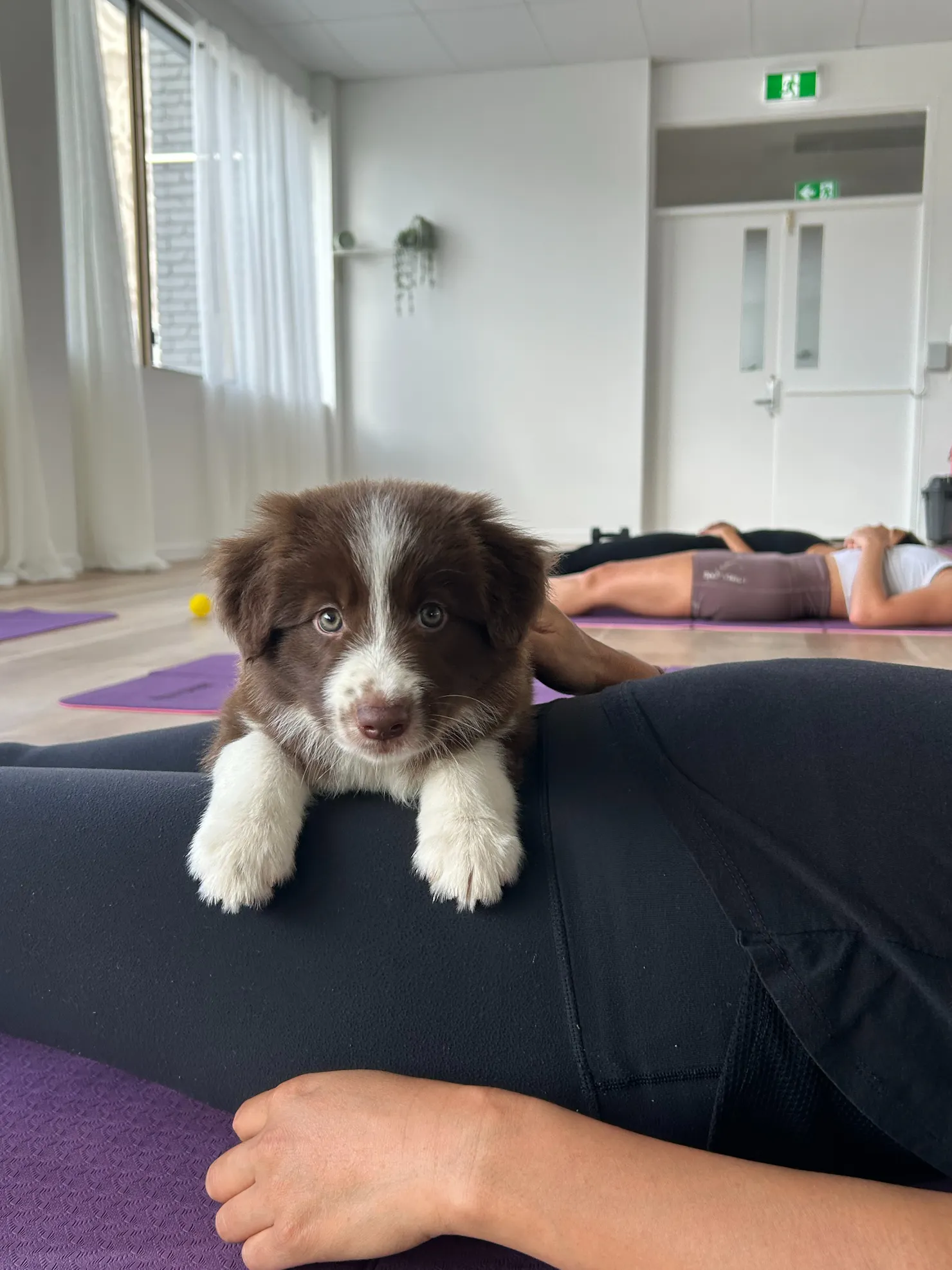 A brown and white puppy rests its paws on a reclining participant at Sunshine Coast puppy yoga.