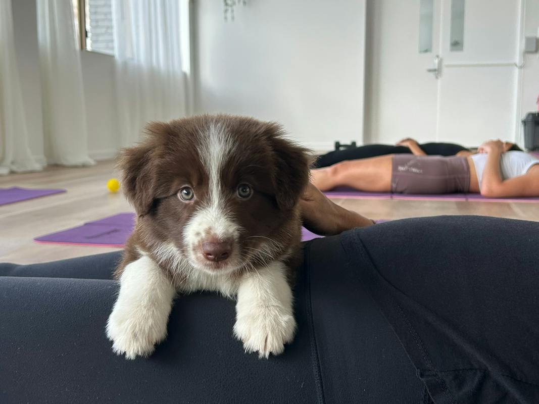 A puppy resting with a participant during Yoga Paws on the Sunshine Coast.