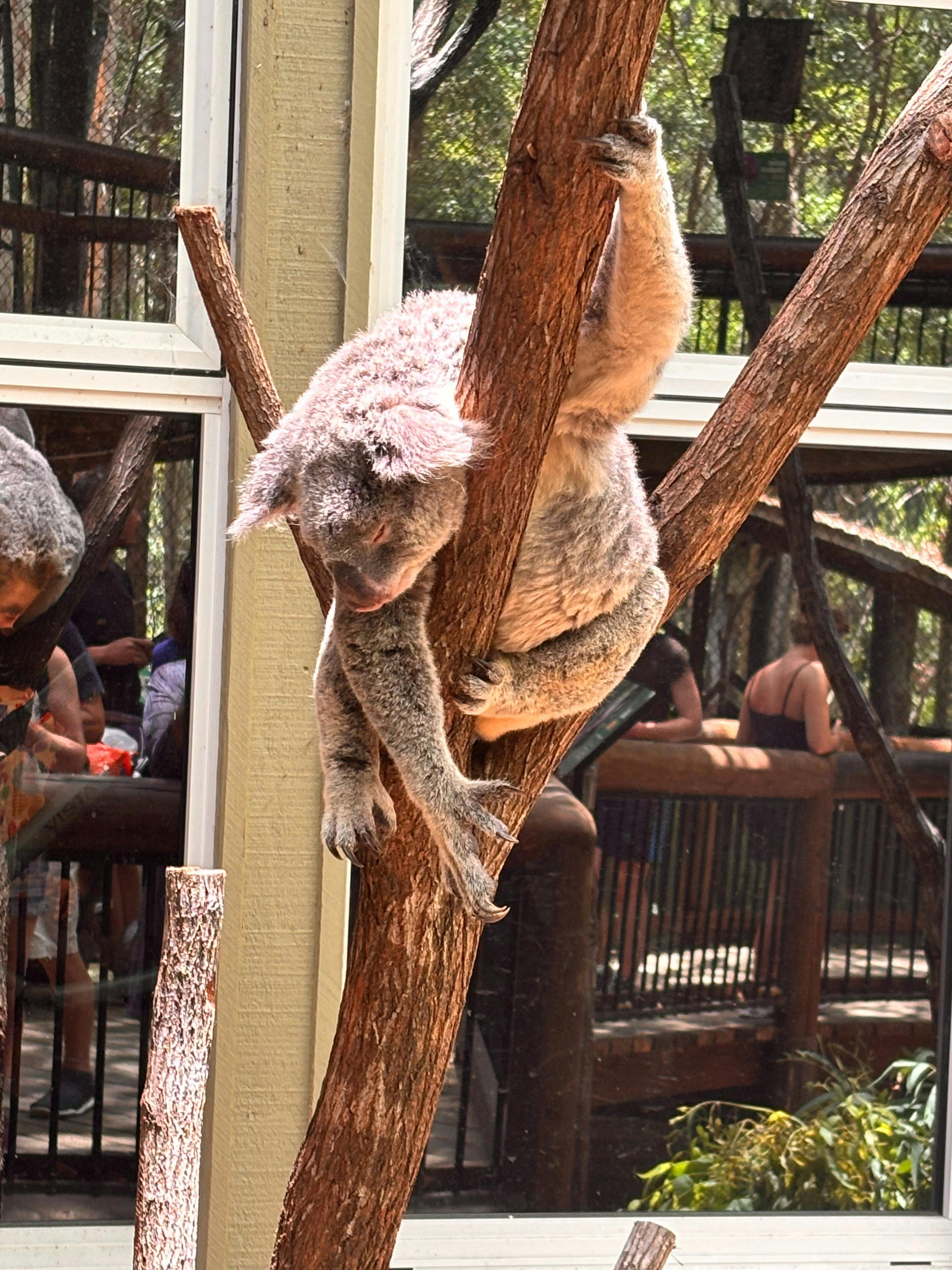 koala 2