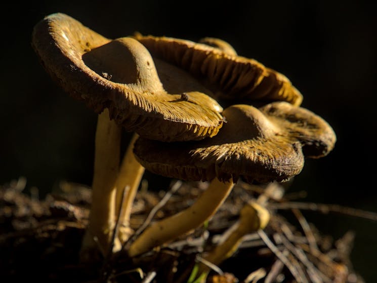 Late Sun Mushrooms was photographed at Cathcart, NSW. A late afternoon sun adds theatre with high co