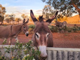Visit from the donkeys