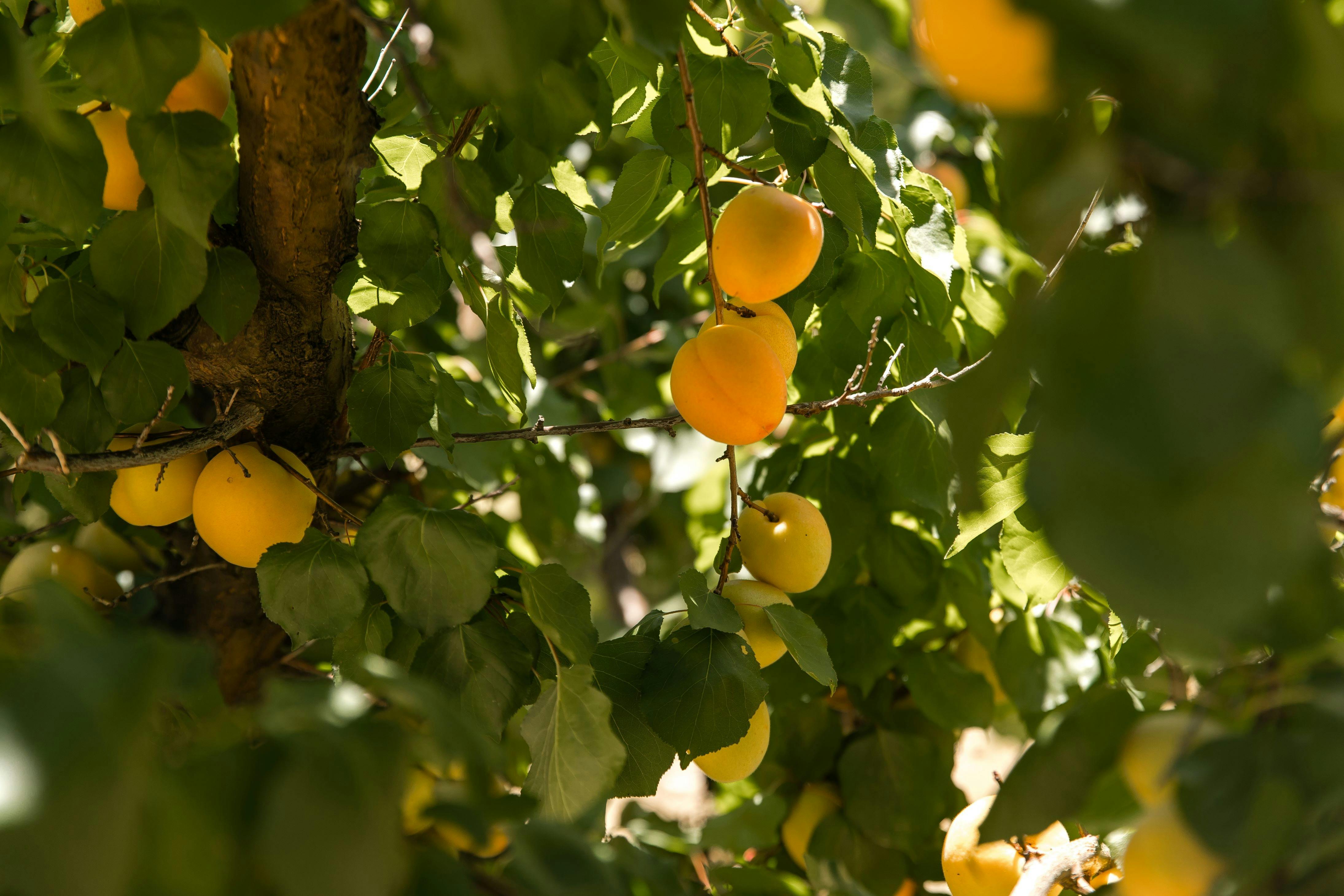 Pick Your Own Apricots
