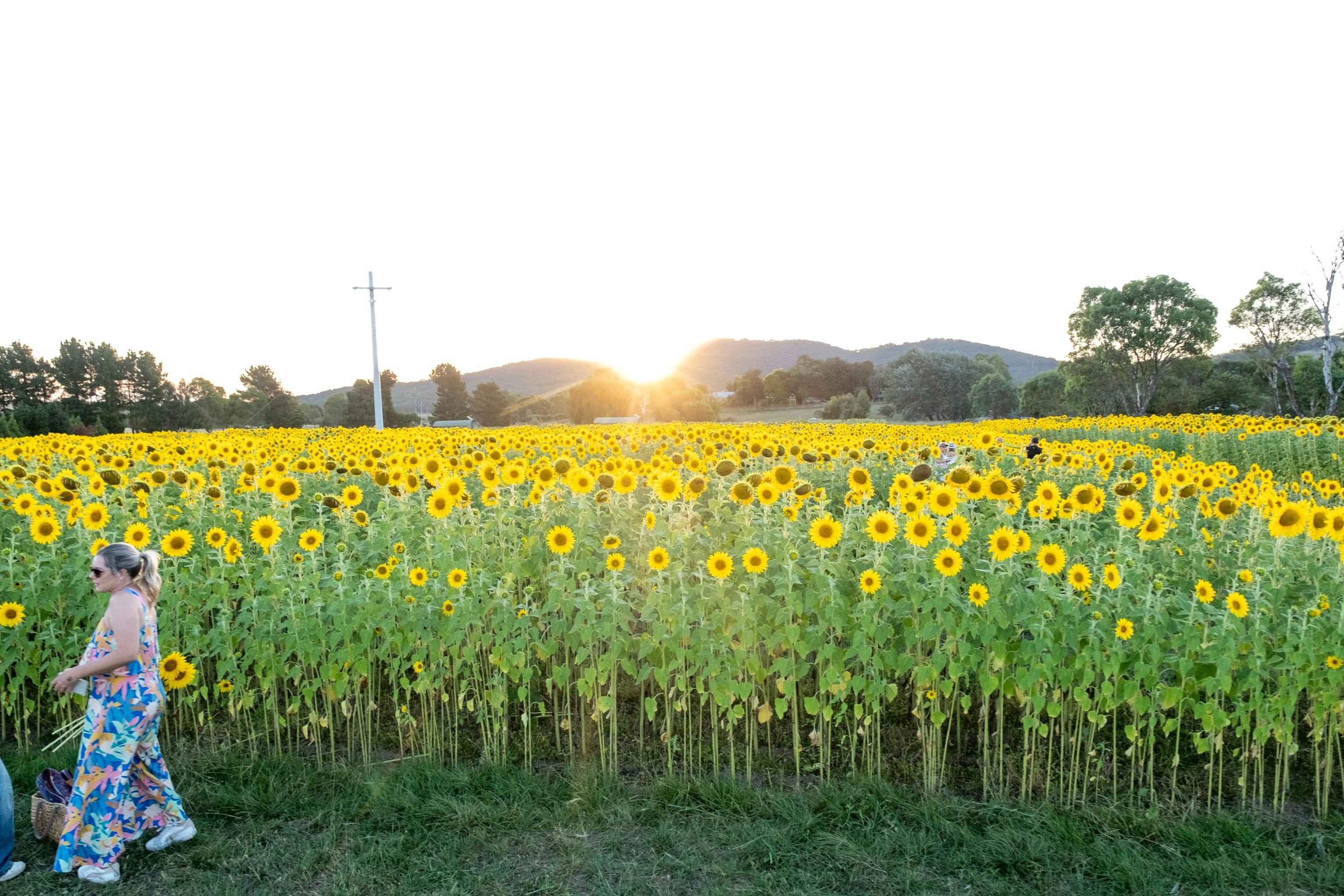 Sunflowers with a sunset