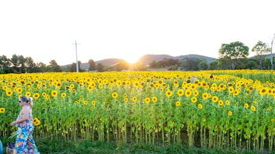 Sunflowers with a sunset