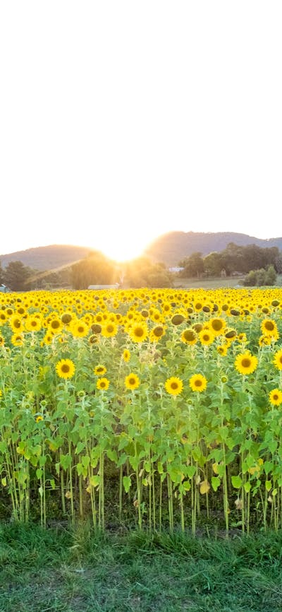 Sunflowers with a sunset