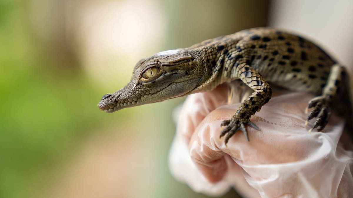 Koorana Crocodile Farm